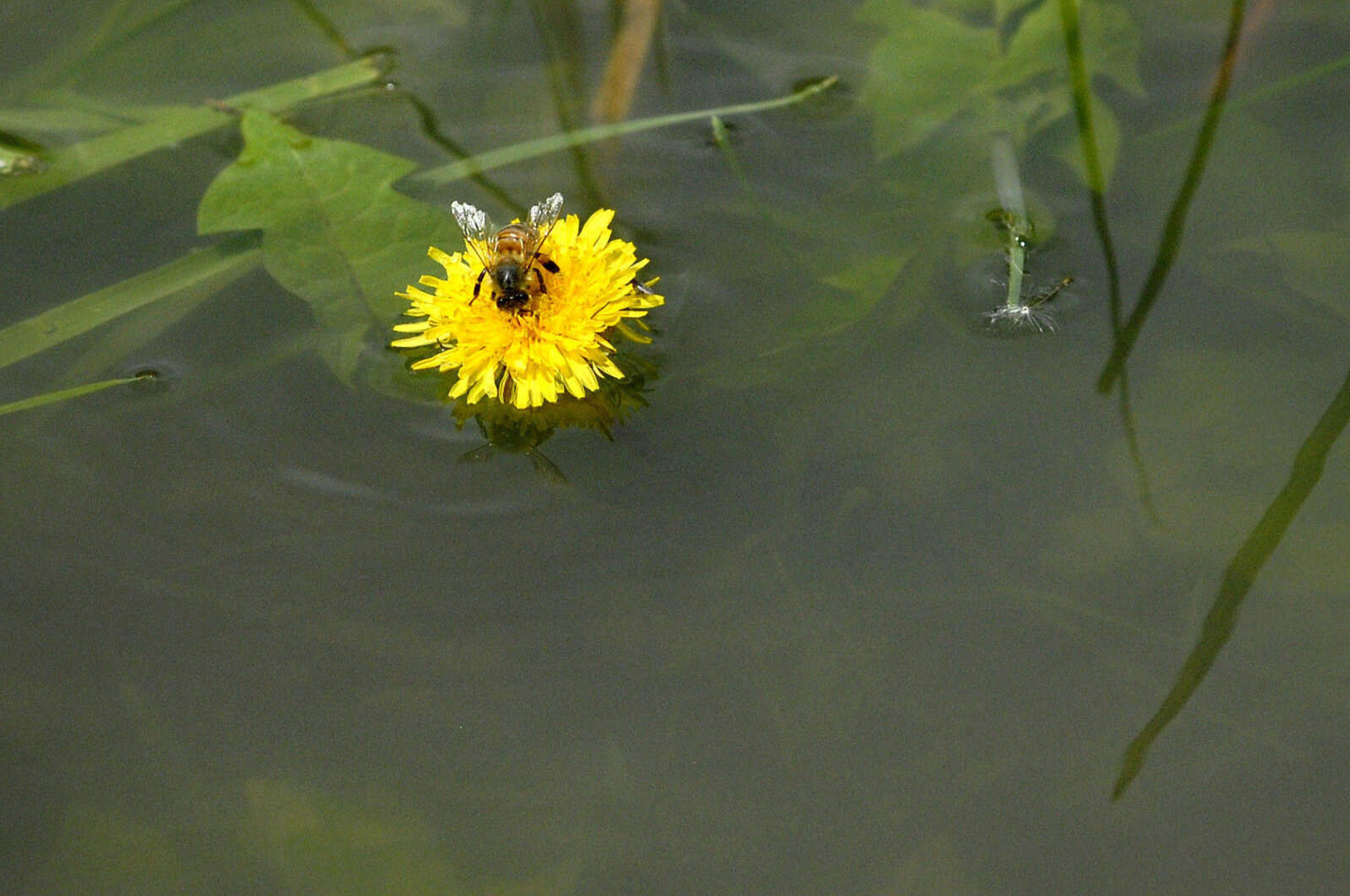 LAURA SIMON~lsimon@semissourian.com
A honey bee goes to work on a dandelion that is peaking out of Mississippi River floodwater Thursday, April 28, 2011 in Cape Girardeau.