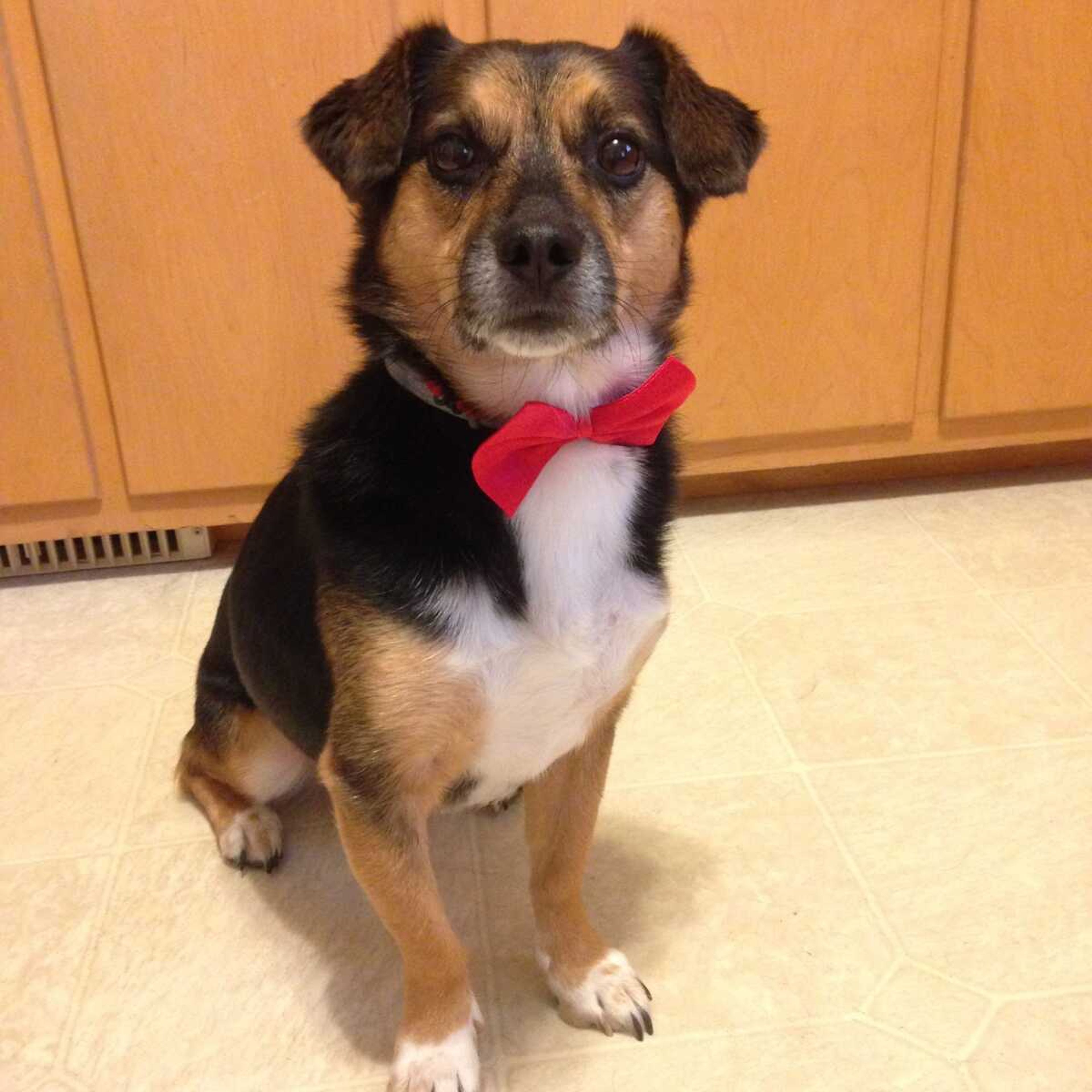 Moses in his bow tie that he wore during his visits as a Pet Pal. Before retiring, he visited nursing homes, hospitals and schools to bring cheer to others.