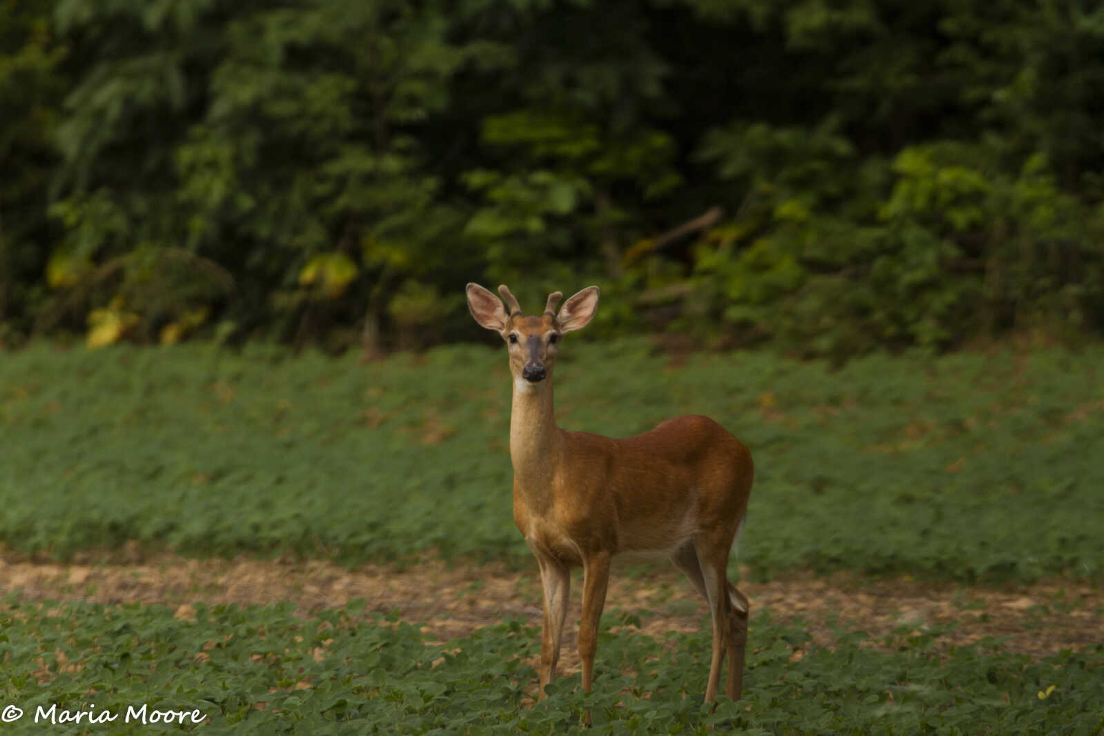 Spike buck