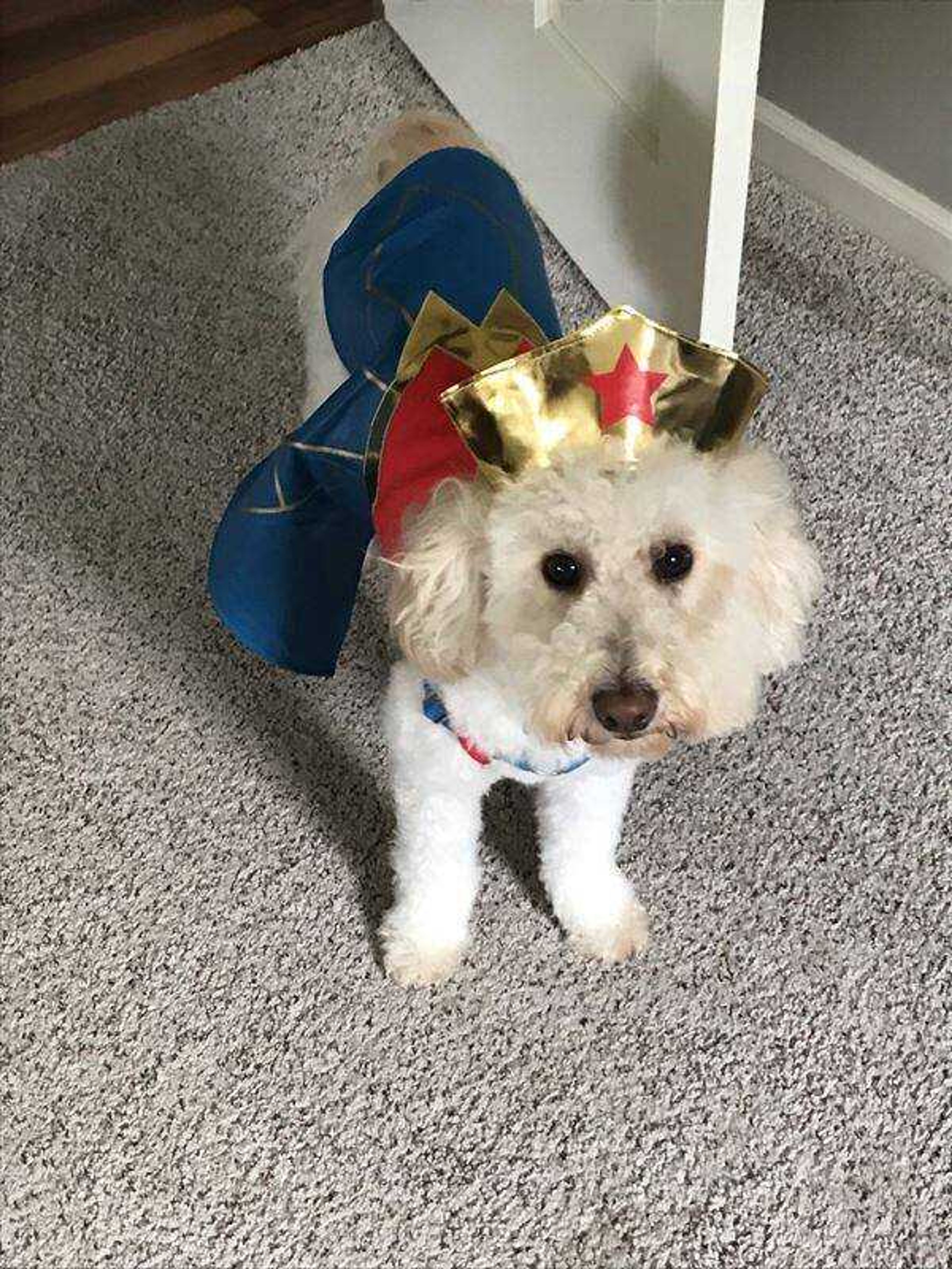 Wonder Woman Sophie&nbsp; -&nbsp; Sophie's ready for dog parade at Chateau Girardeau