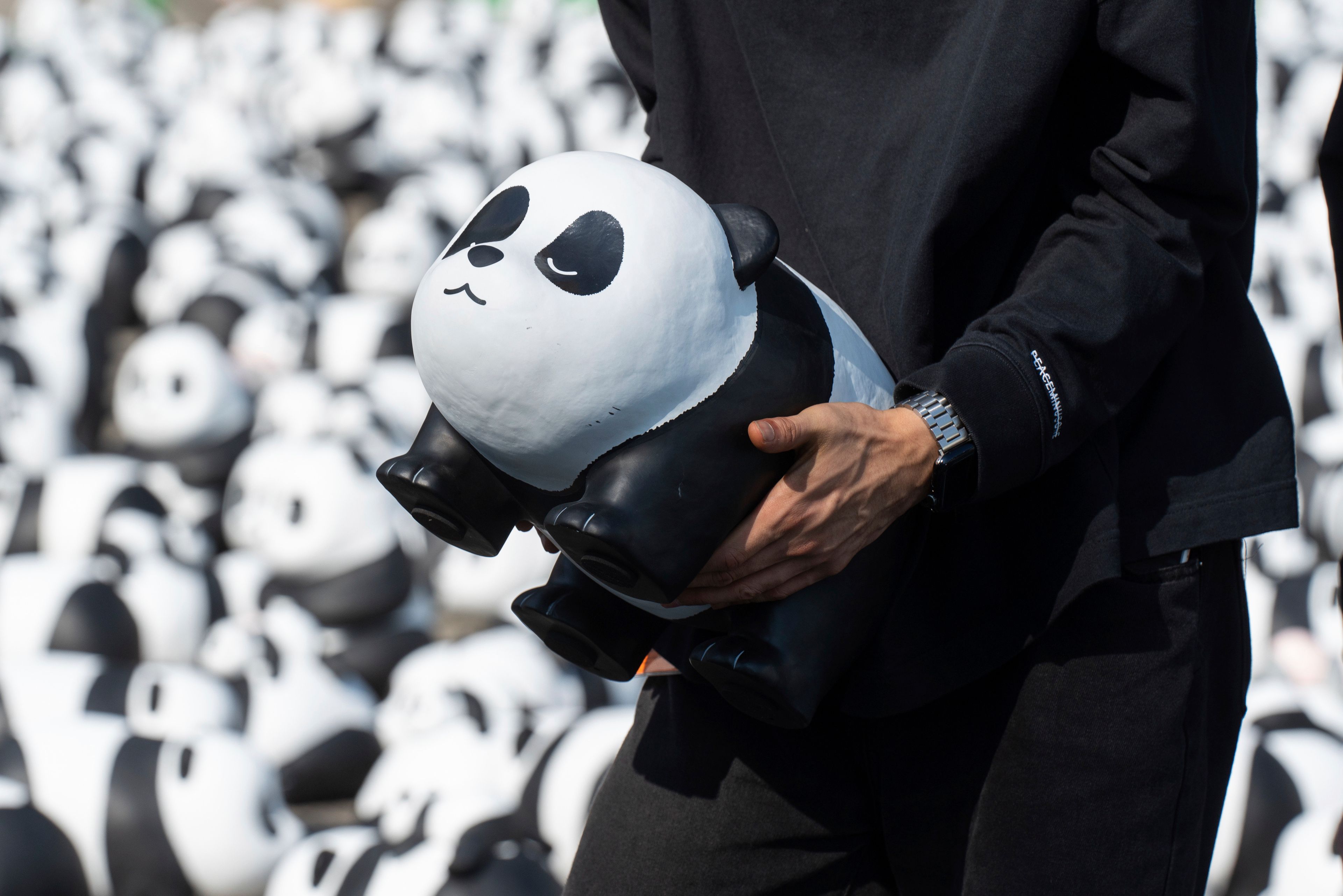 A staff member carries one of the 2500 panda sculptures displayed at the Hong Kong International Airport during a welcome ceremony of the panda-themed exhibition "Panda Go!" in Hong Kong, Monday, Dec. 2, 2024. (AP Photo/Chan Long Hei)