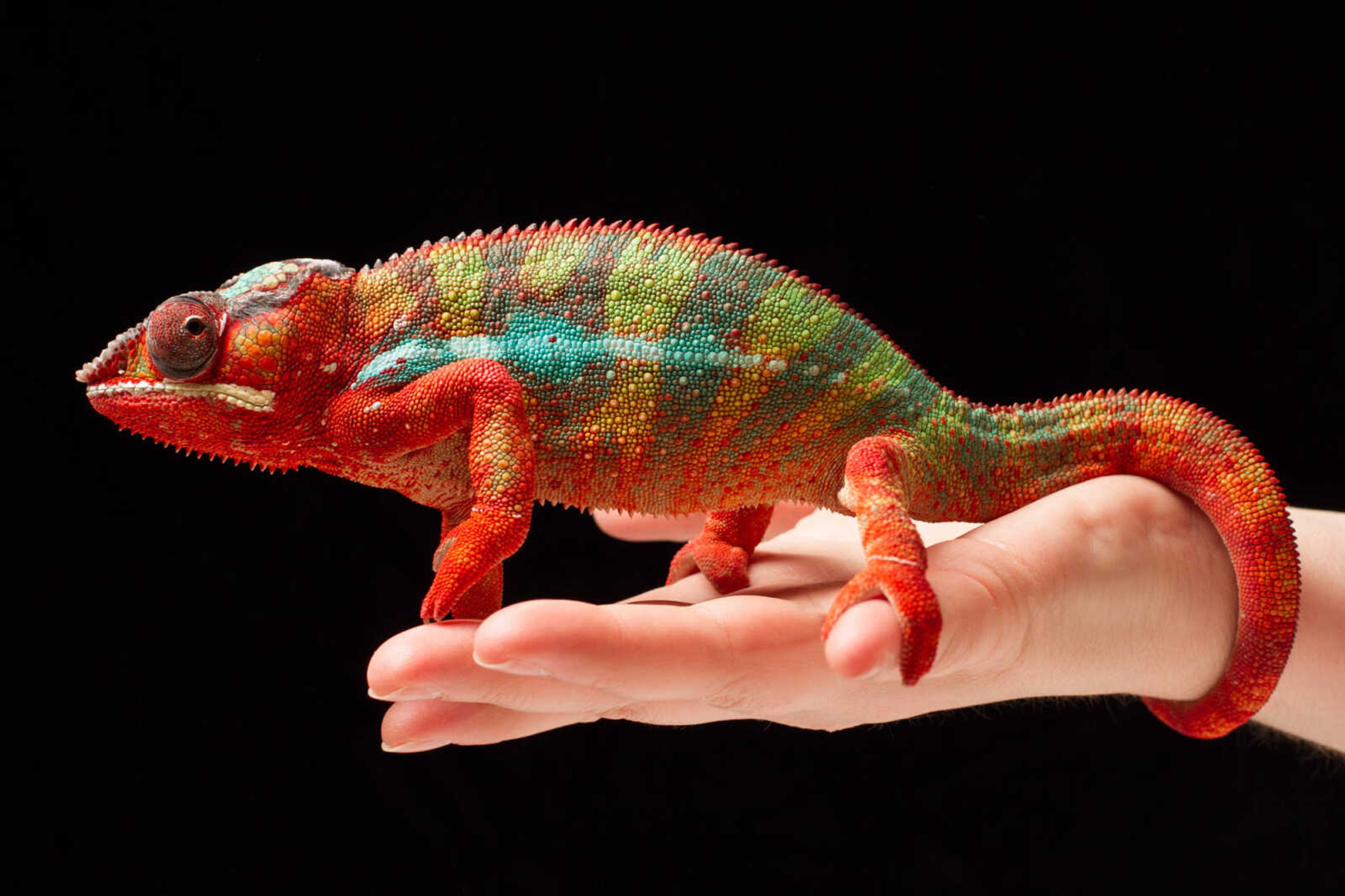 GLENN LANDBERG ~ glandberg@semissourian.com

Apollo, a male panther chameleon.