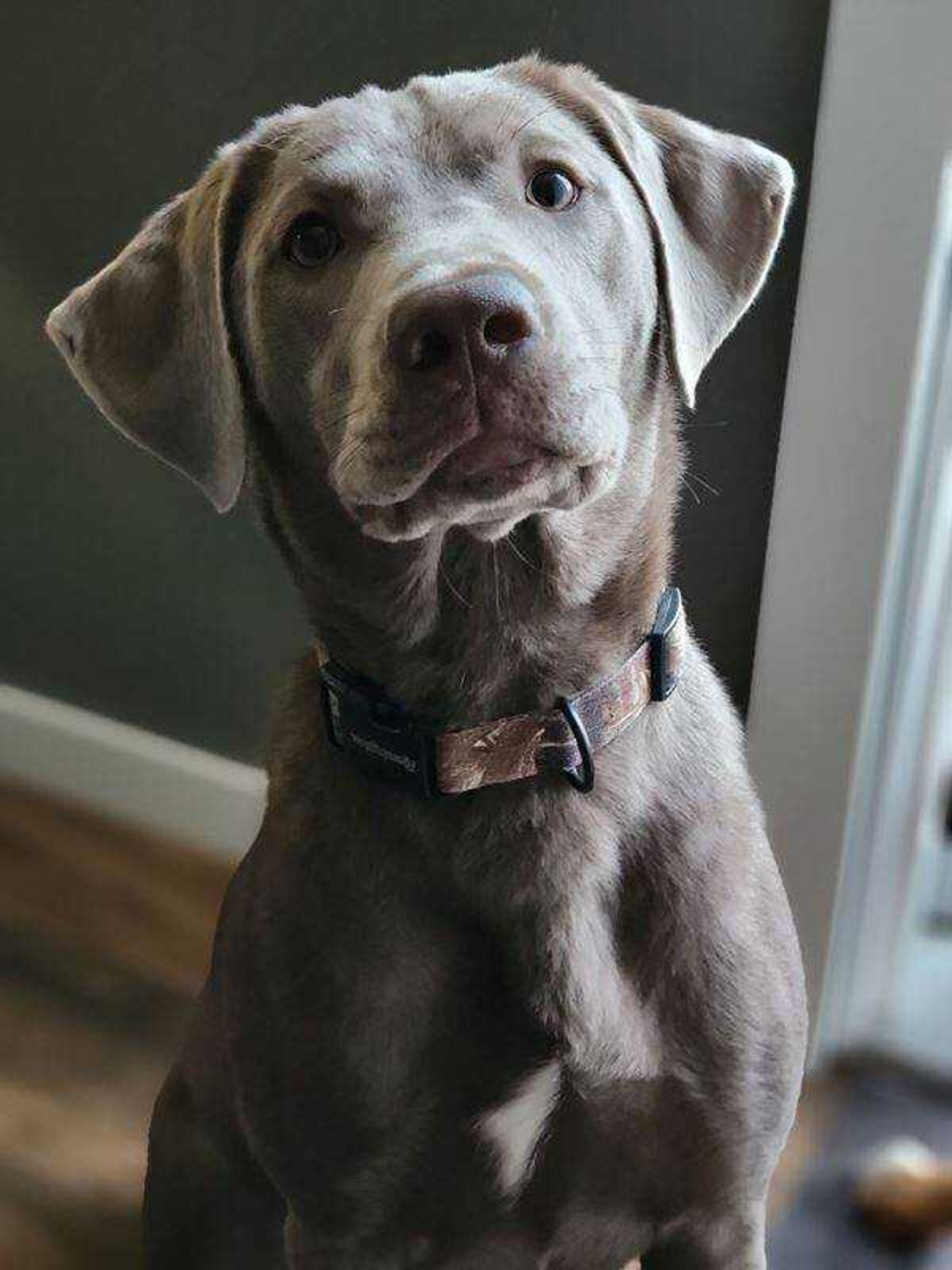 Shiloh - Shiloh Loves Showing Off For The Camera When There's Treats Involved