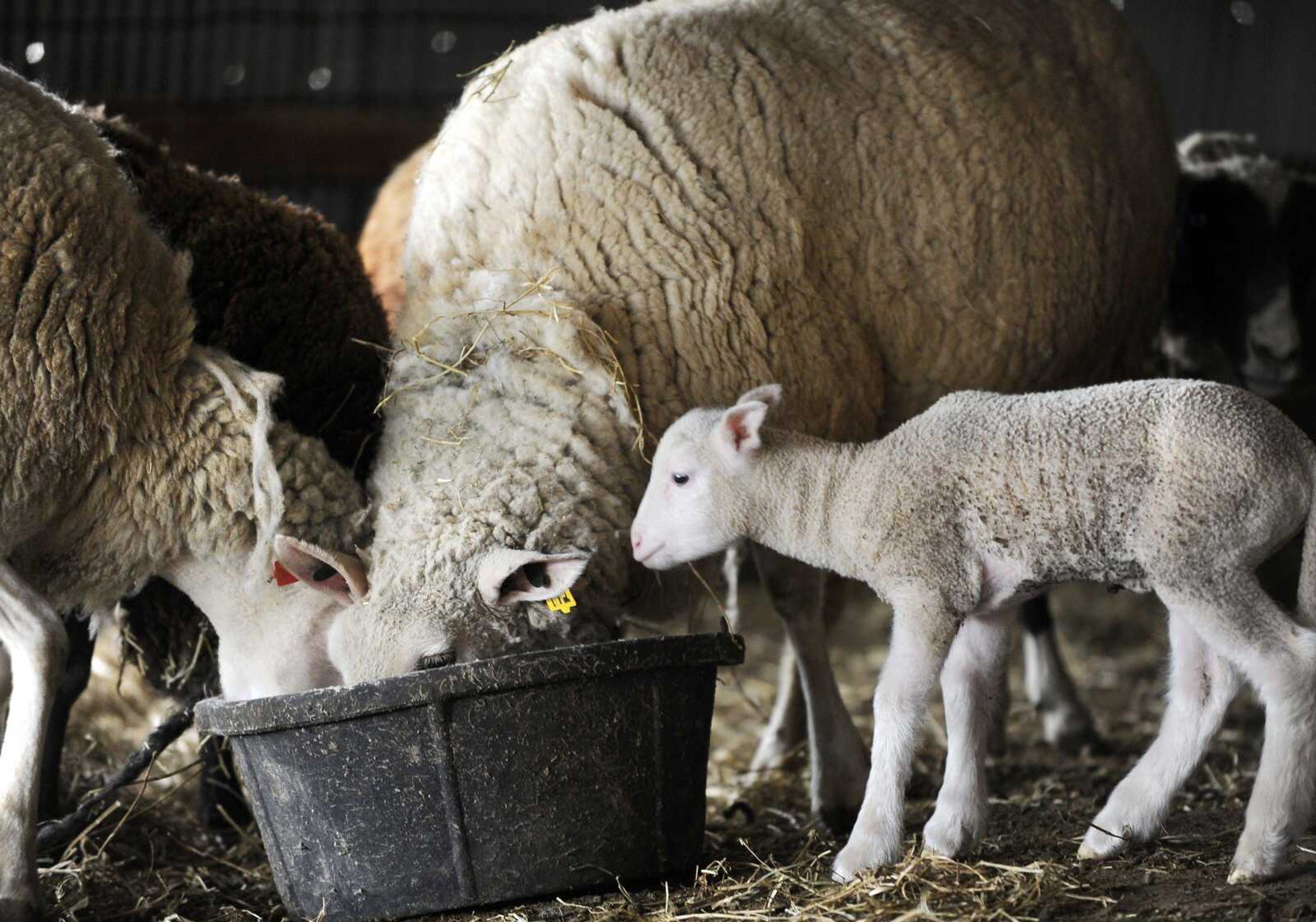 Sheep munch on a little lunch at Kasten Sheep Dairy in Perry County.