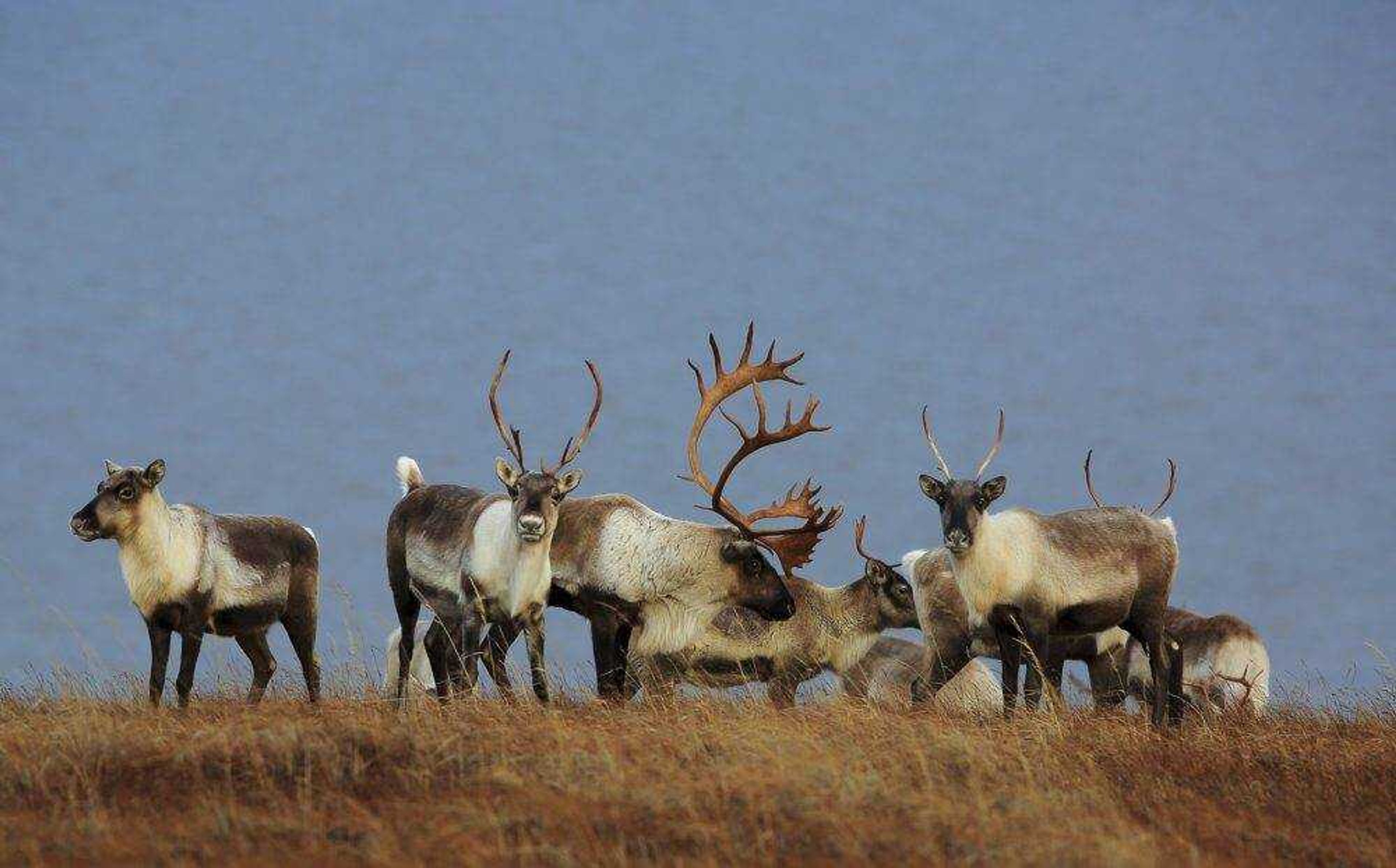 This undated photo provided by the Alaska Department of Fish and Game shows caribou in the Western Arctic in Alaska.