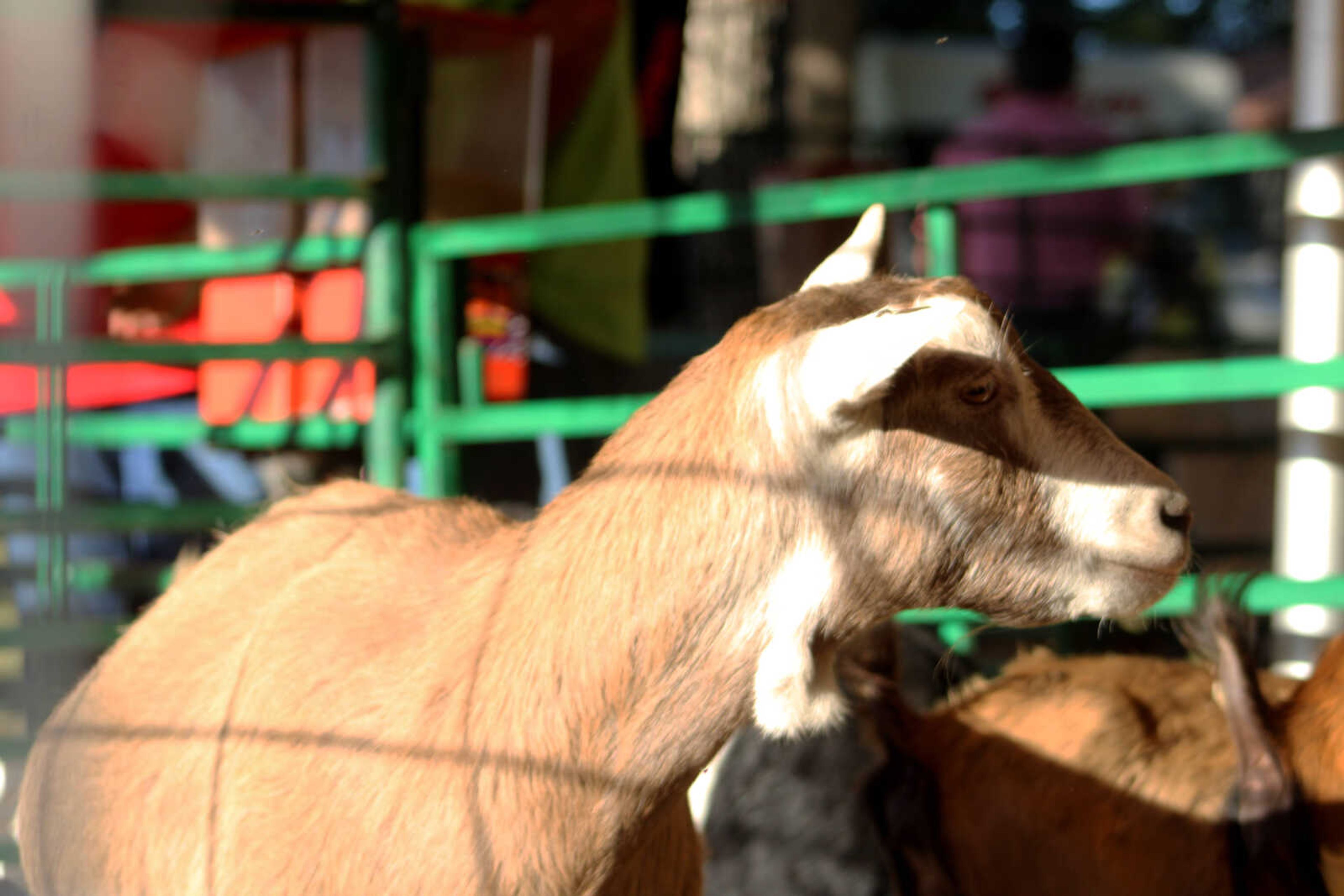 A goat is seen among a variety of other animals available at the East Perry Community Fair Saturday, Sept. 25, 2021, in Altenburg, Missouri.