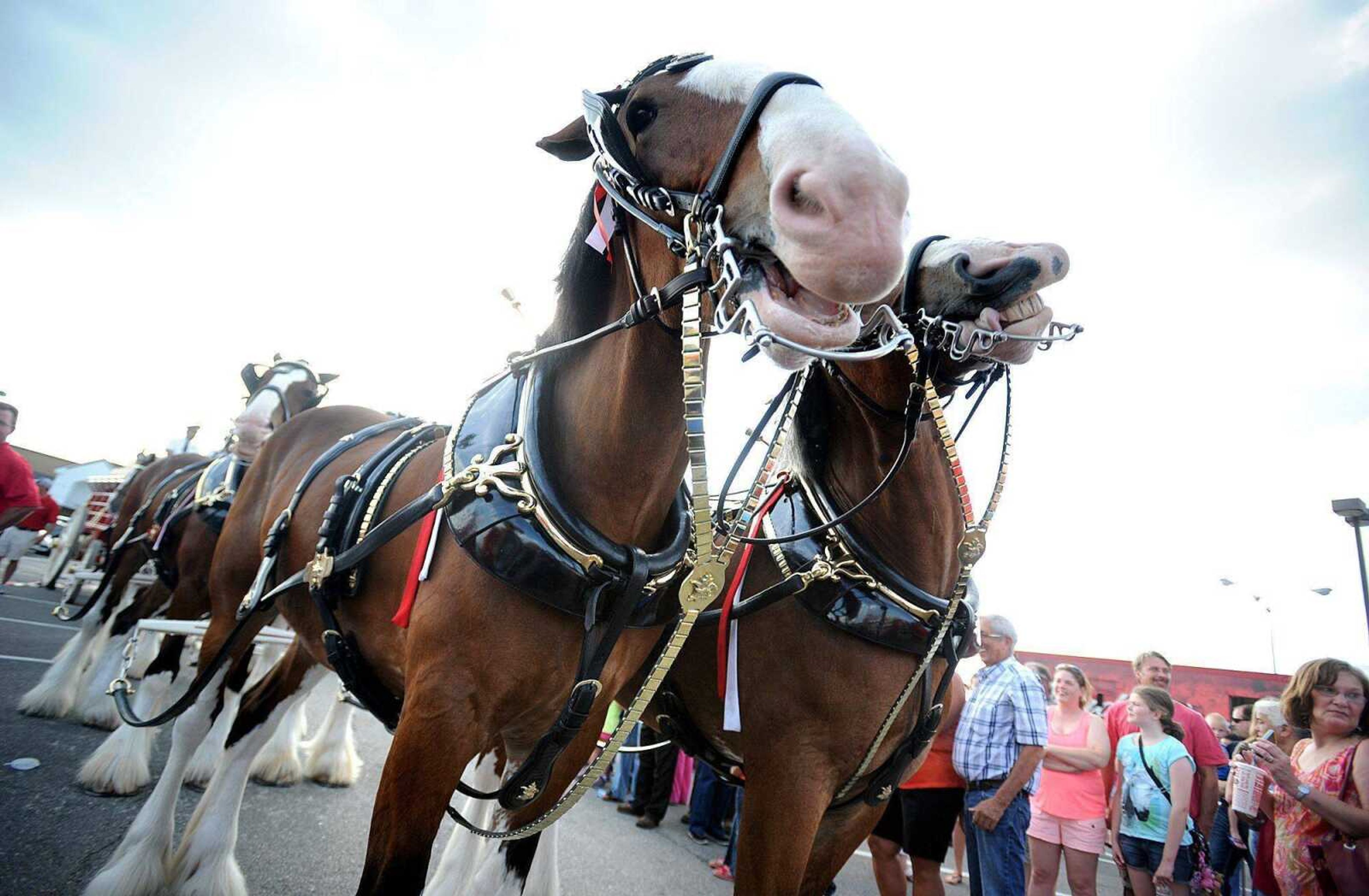 The famous Budweiser Clydesdales -- pictured here June 19, 2014, at  Schnucks  in Cape Girardeau -- will again visit the city in April.