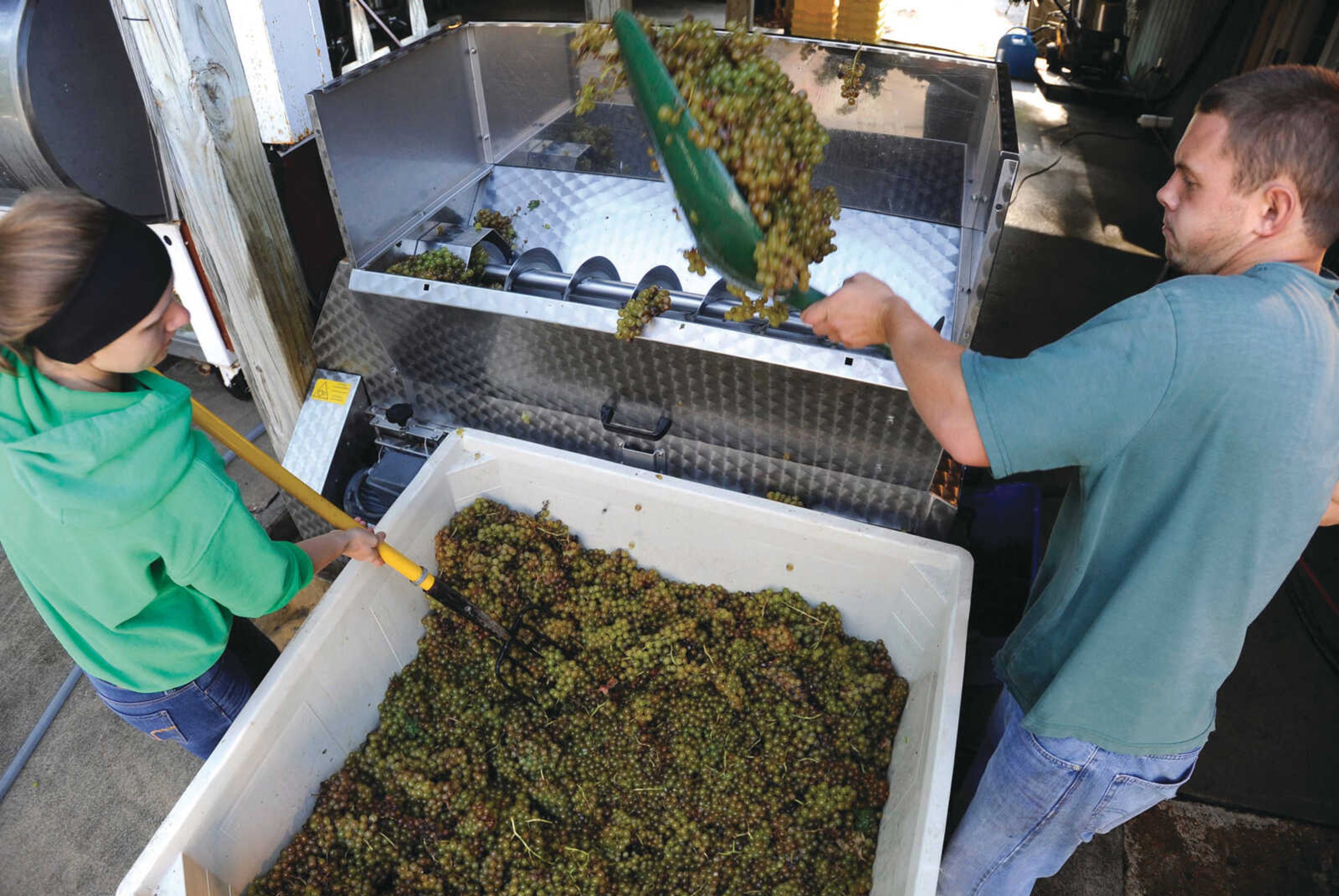 Heather Tilleweis and Matt Marshall load grapes into the pressing machine at Owl Creek Vineyard.