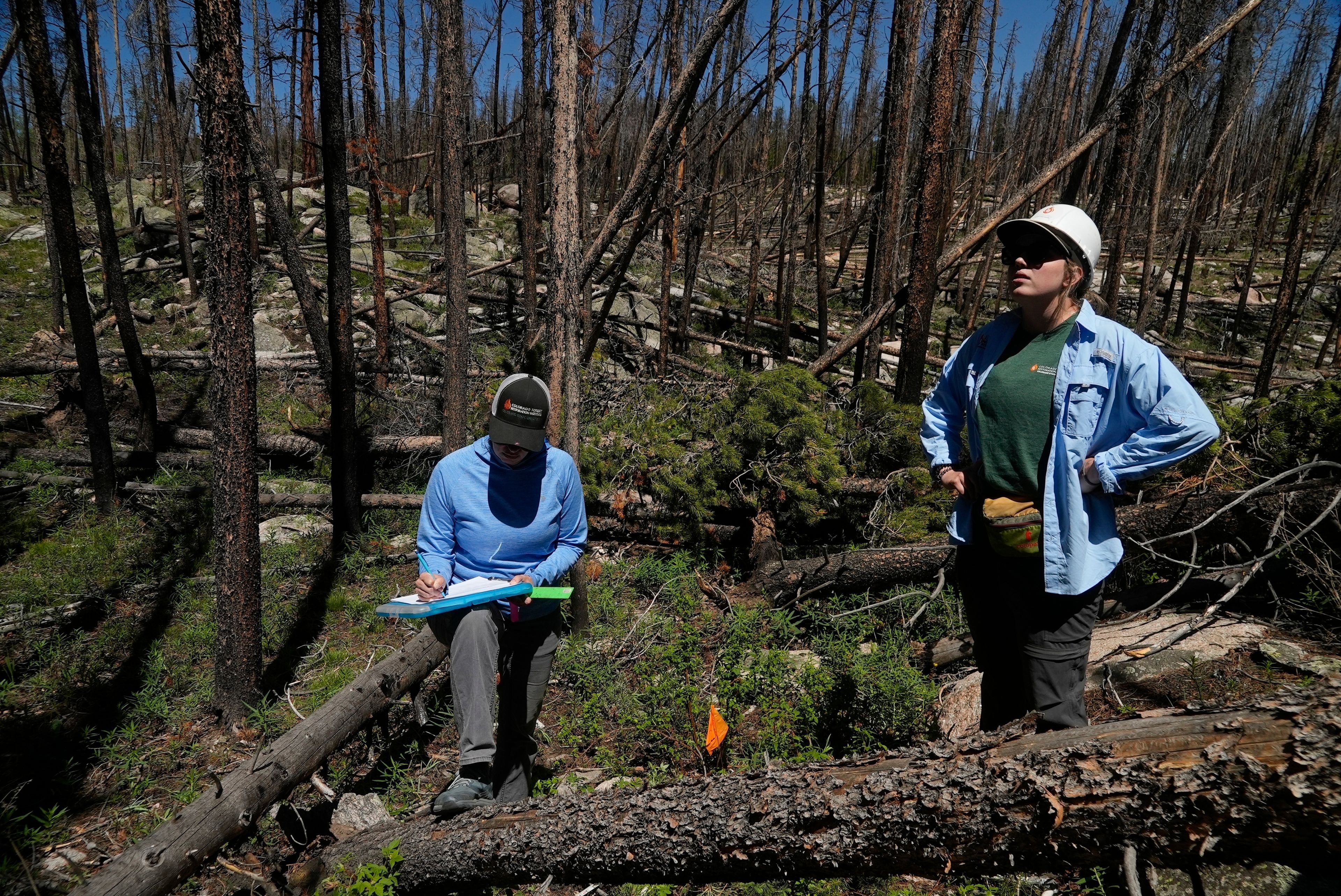 Marin Chambers, left, takes notes while Maddie Wilson provides observations Tuesday, June 11, 2024, in Bellvue, Colo, at a reforestation test plot at the 2020 Cameron Peak Fire burn area. (AP Photo/Brittany Peterson)