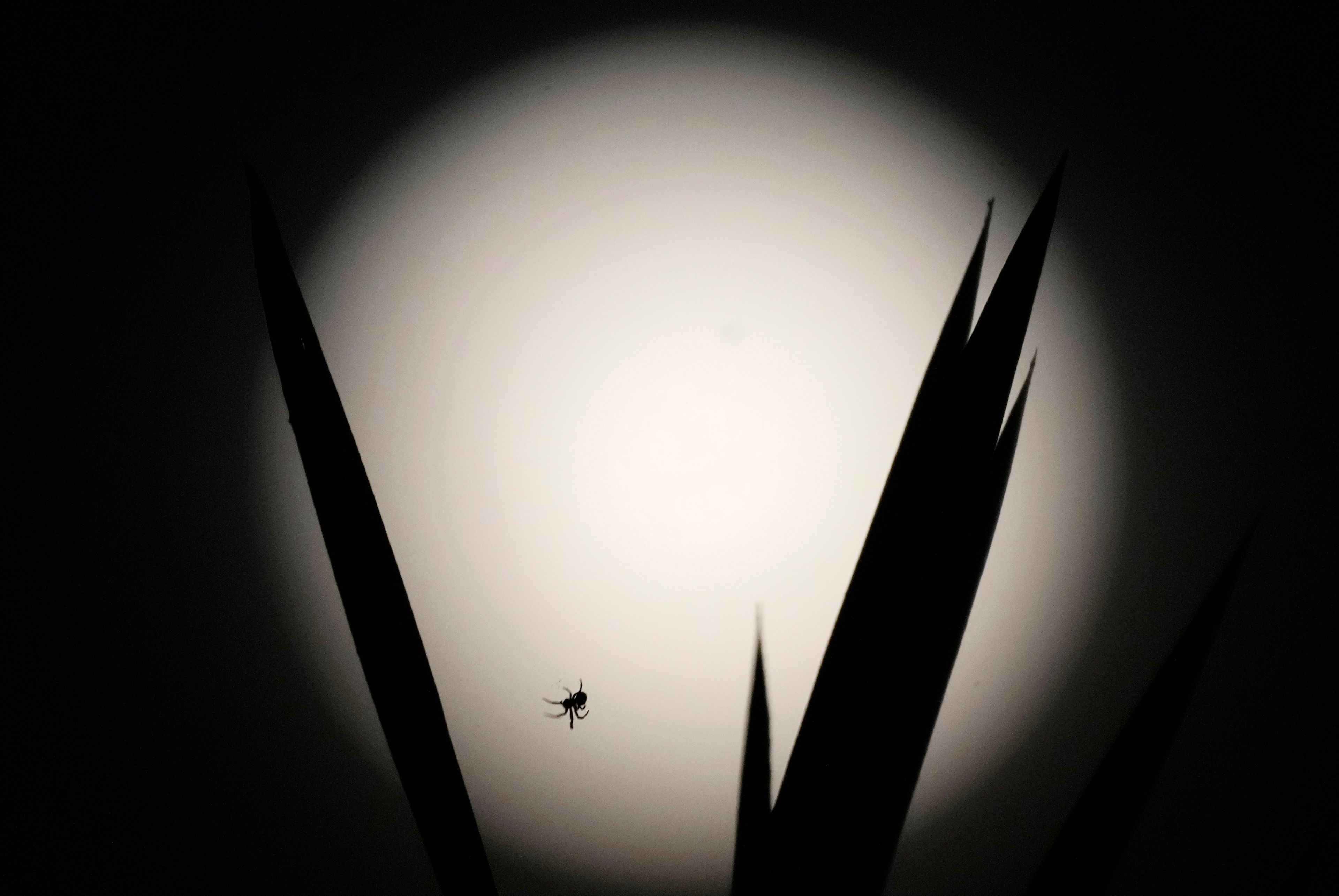 A insect is backdropped by the moon, in Naypyitaw, Myanmar, Thursday, Oct. 17, 2024. (AP Photo/Aung Shine Oo)