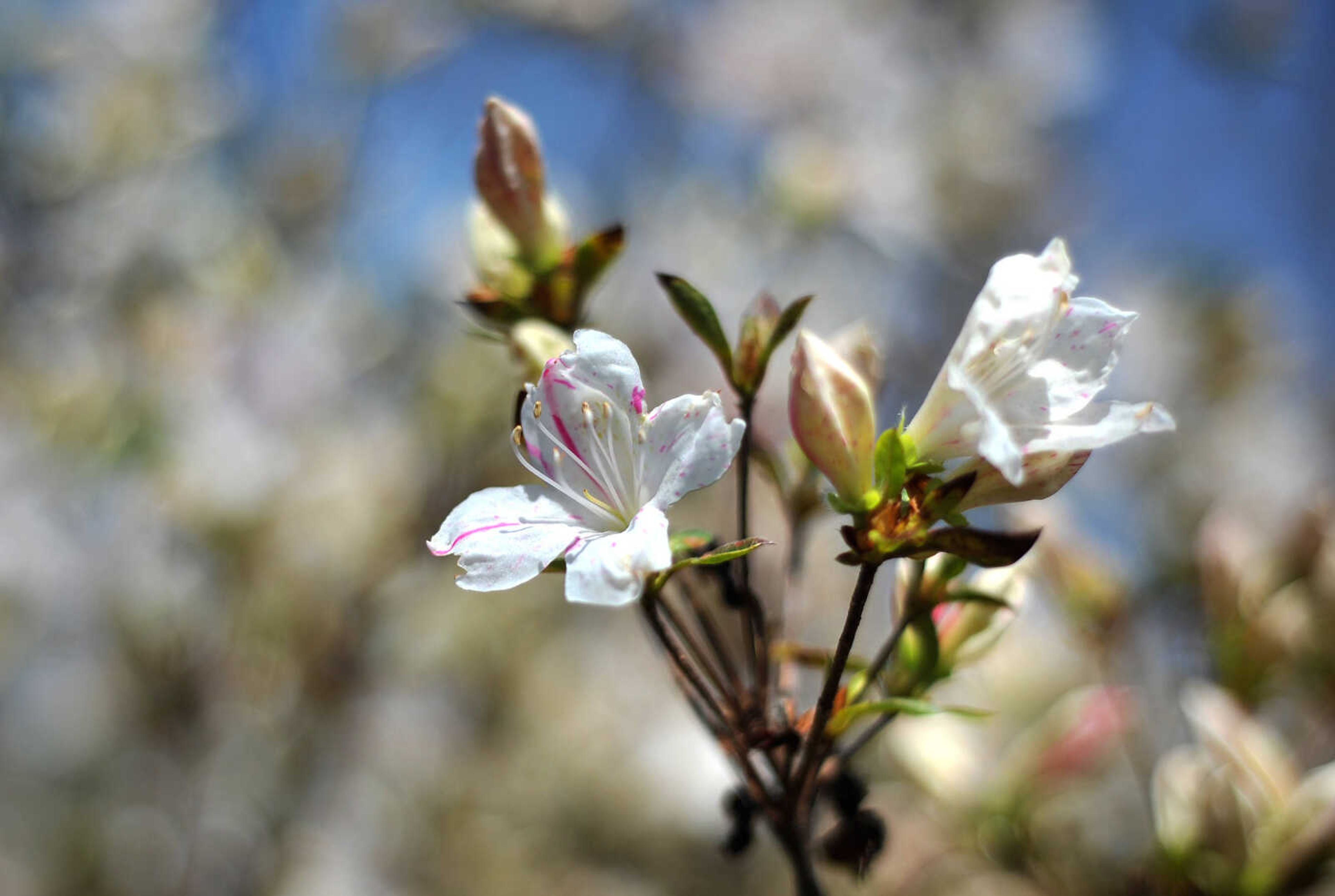 LAURA SIMON ~ lsimon@semissourian.com

Dogwoods, daffodils, jonquils and azaleas begin to bloom at Pinecrest Azalea Gardens, Wednesday, April 23, 2014, in Oak Ridge, Mo.