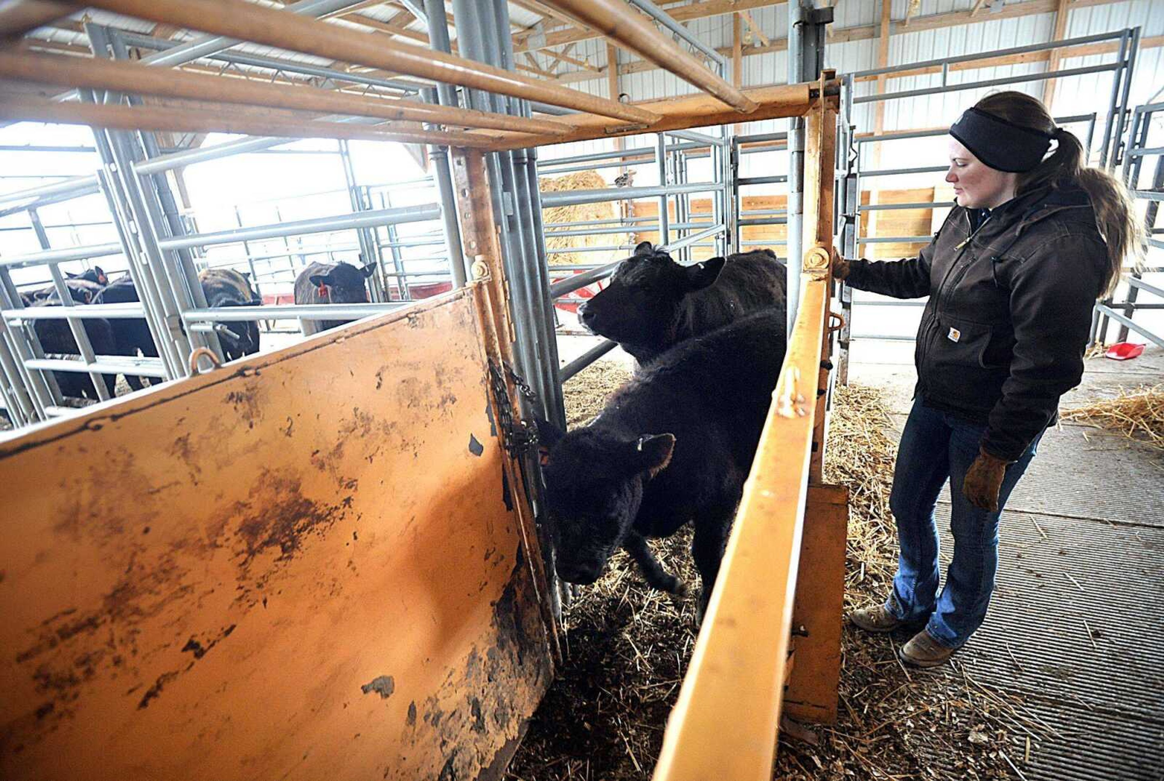 Stephanie Buchanan waits alongside calves in the head chute at the Southeast Missouri State University's David M. Barton Agriculture Research Center in Gordonville. (Laura Simon)