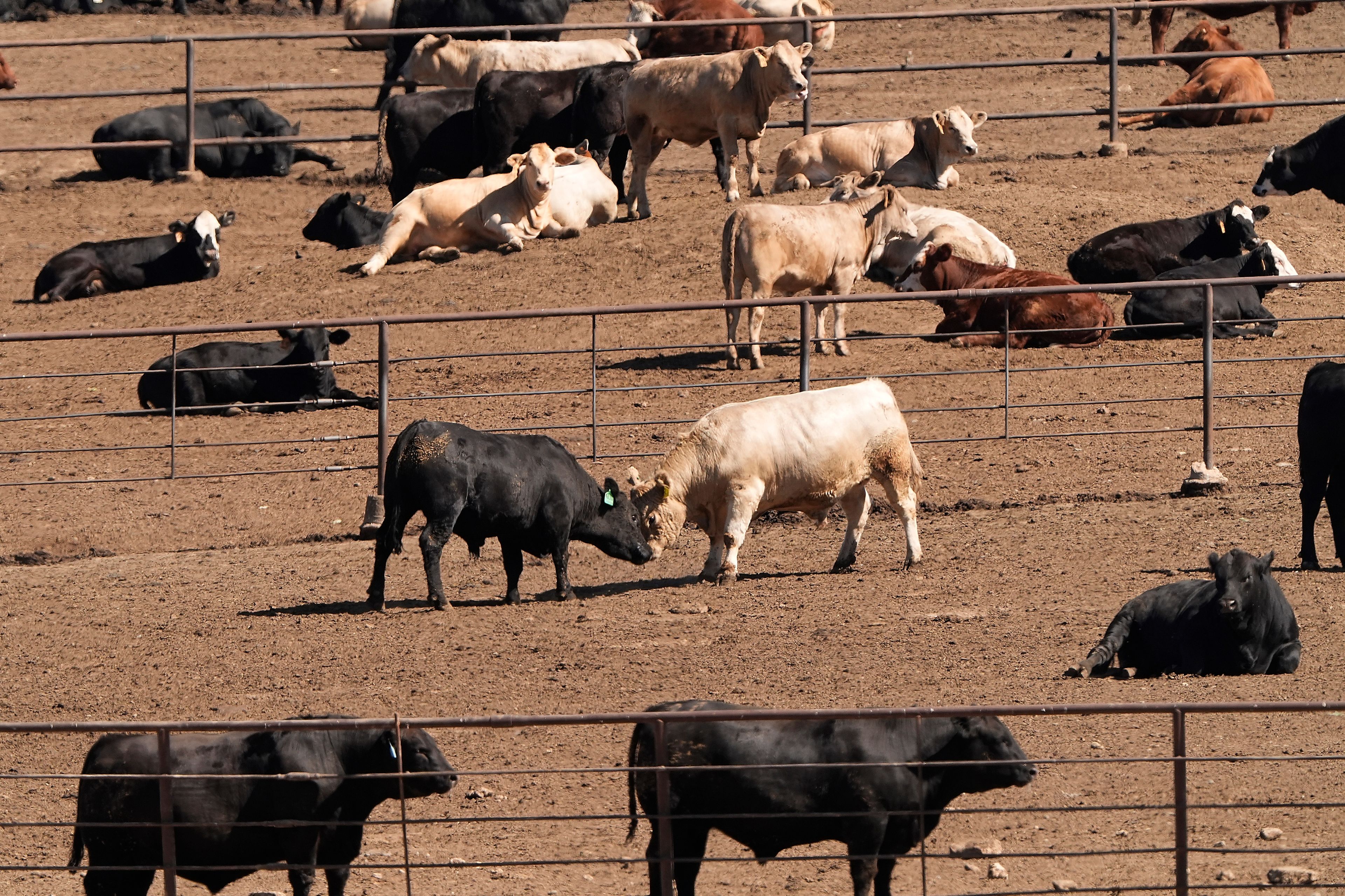 Livestock are visible in pens at a cattle feed yard Sunday, Sept. 29, 2024, in Dodge City, Kan. (AP Photo/Charlie Riedel)