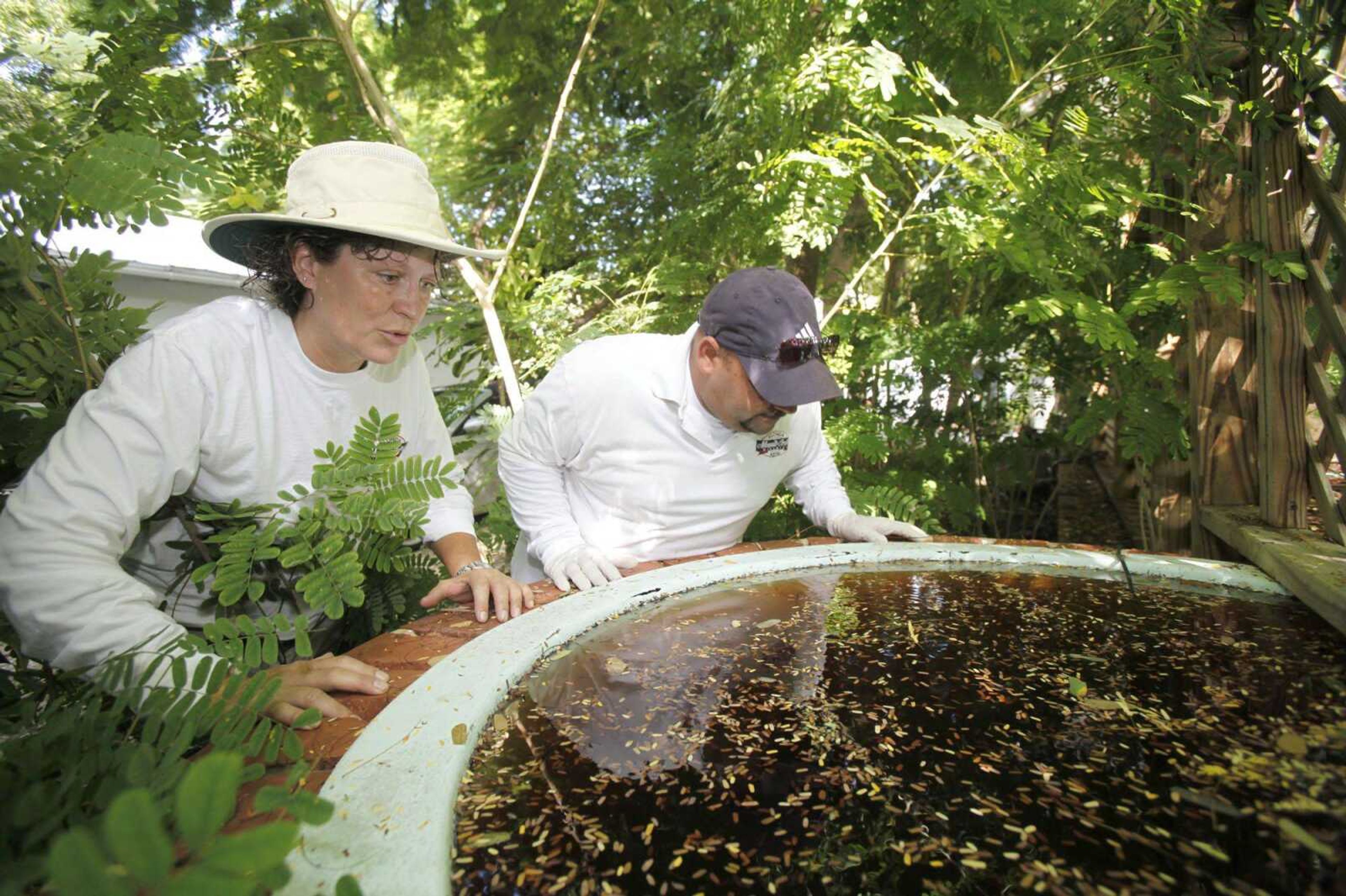 Patti Sprague, left, and Jason Garcia, both field inspectors with the Florida Keys Mosquito Control District, inspect a backyard pond at a home in Key West, Fla. The British company Oxitec and mosquito control officials hope to release genetically modified mosquitoes to control the Aedes aegypti mosquito population, which can transmit dengue fever, without using pesticides and at relatively a low cost. (Wilfredo Lee ~ Associated Press)