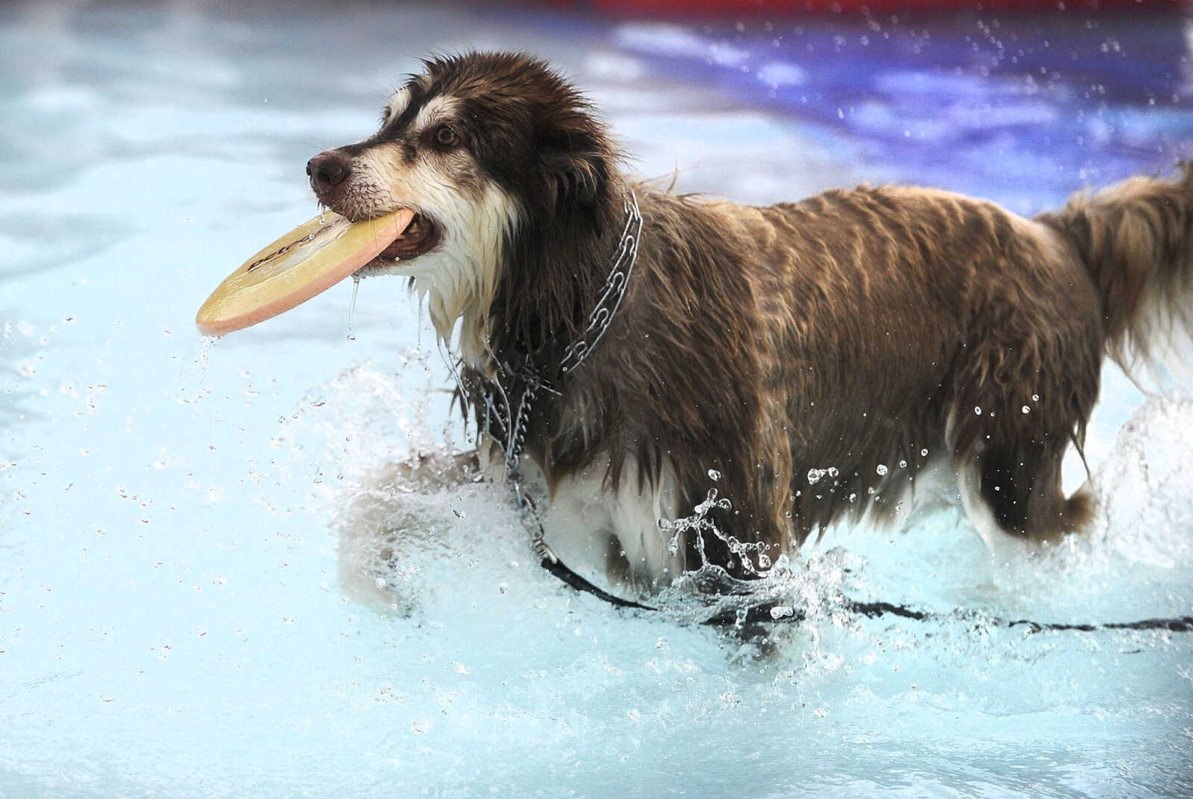 LAURA SIMON ~ lsimon@semissourian.com

Doggy Swim Day at Cape Splash, Sunday, Sept. 27, 2015, in Cape Girardeau. Leashed dogs got to swim and play in the lazy river and swimming pools with their owners. Proceeds from event benefit the Cape Girardeau Parks and Recreation Foundation.