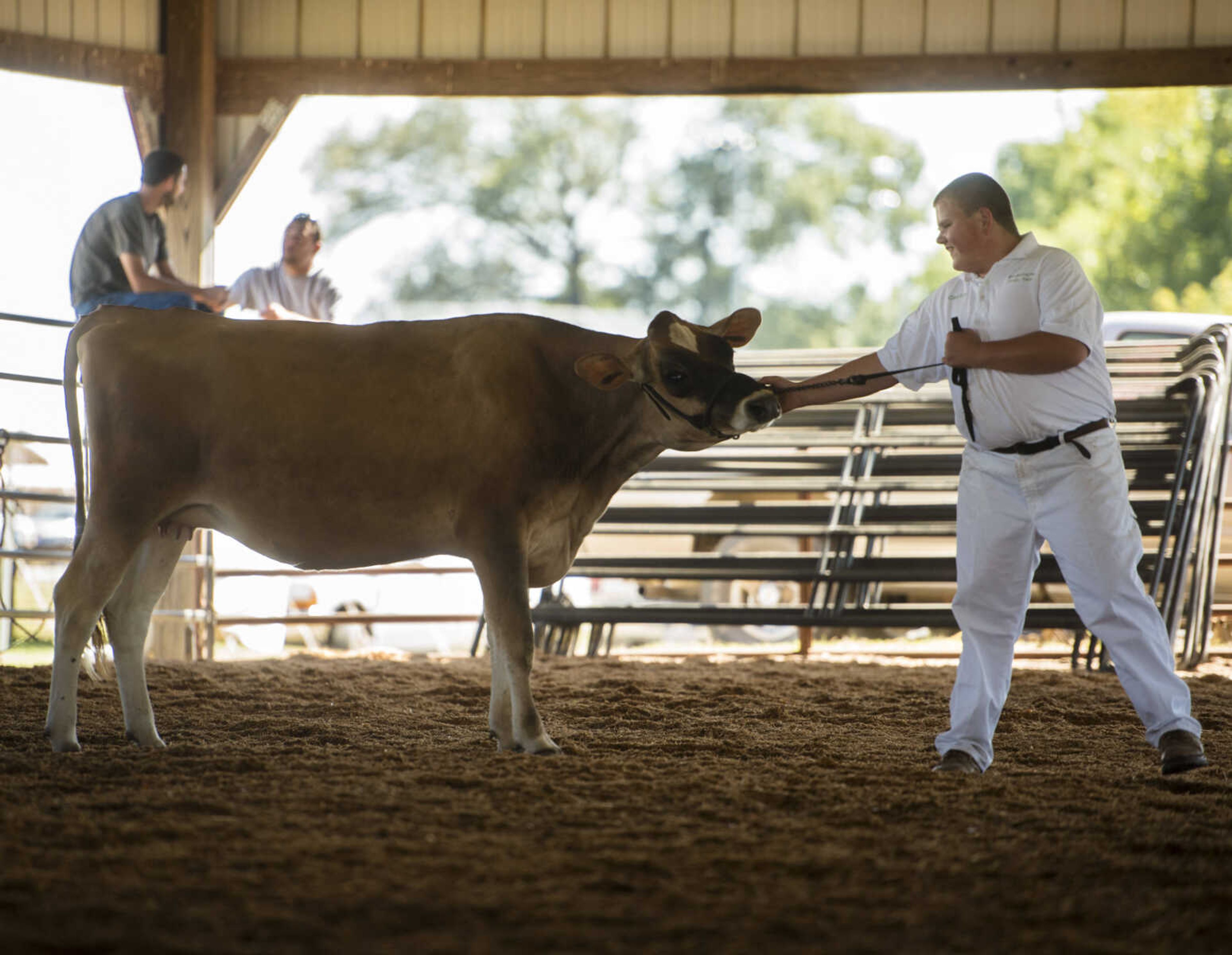 Clayton Kirchdoerfer shows a dairy calf during 4-H judging in the livestock arena September 10, 2017 during the SEMO District Fair at Arena Park in Cape Girardeau.