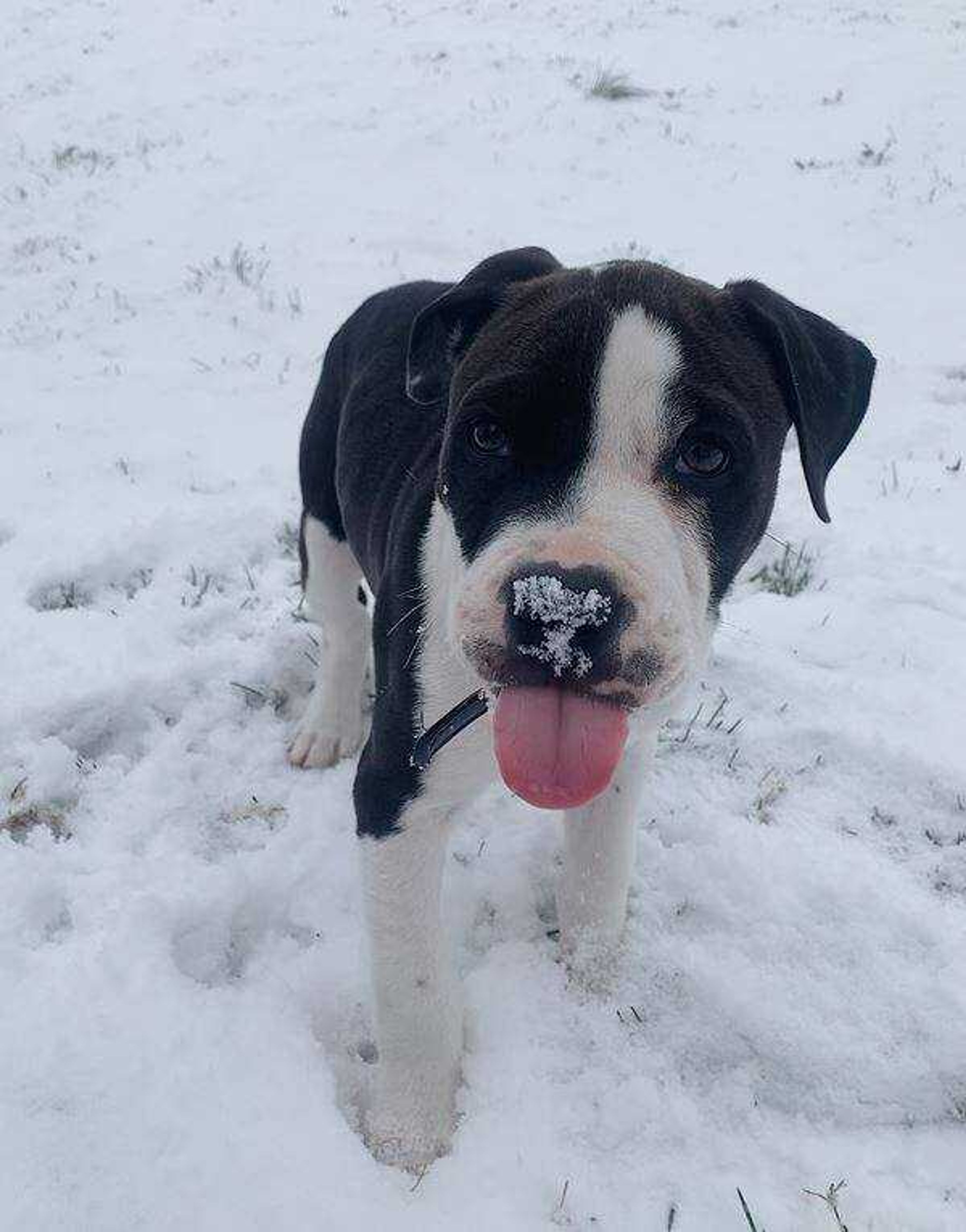 Dior - Puppy's first snow