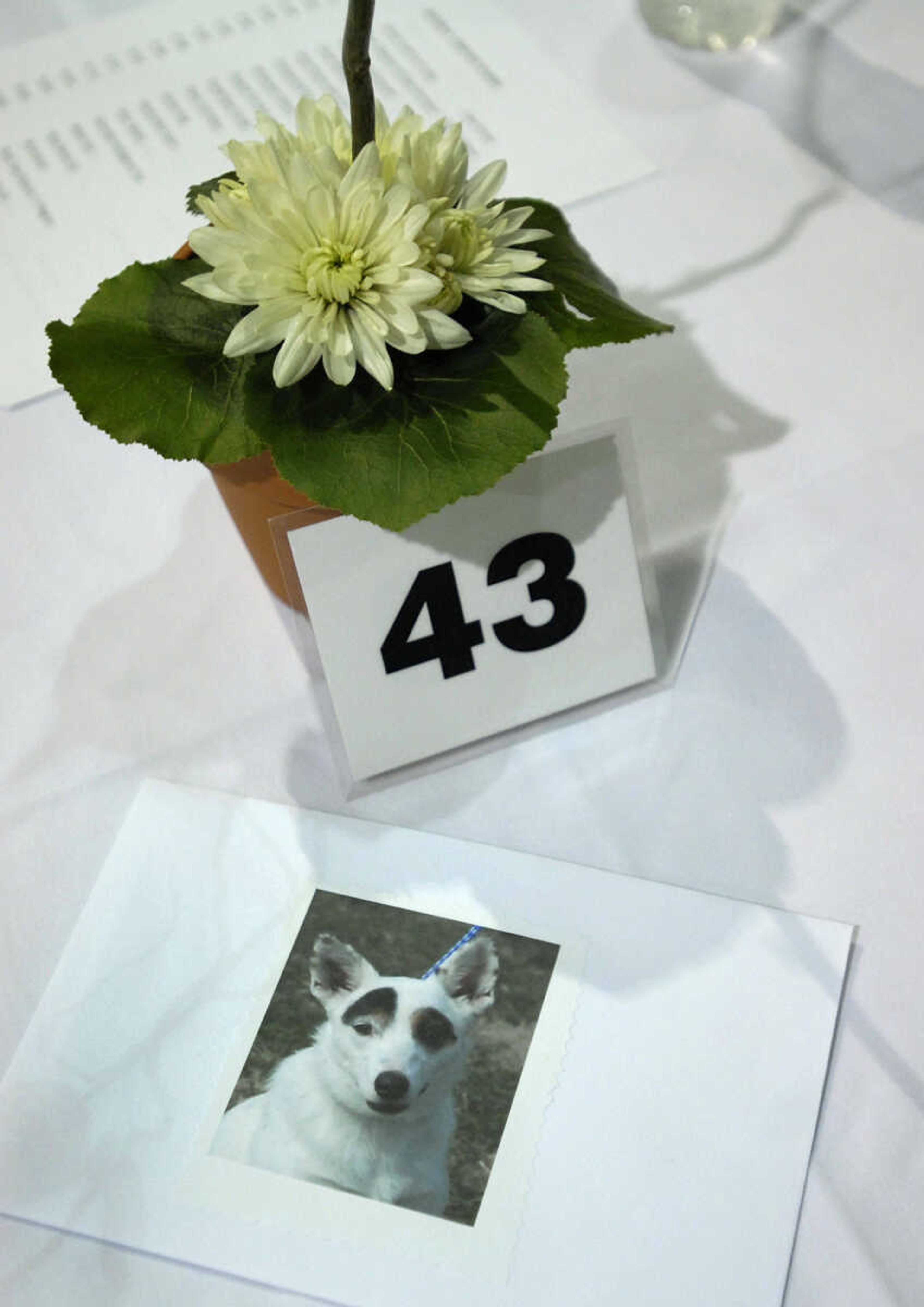 KRISTIN EBERTS ~ keberts@semissourian.com

Table centerpieces include pictures of animals during the Humane Society of Southeast Missouri's 30th annual Dinner and Auction titled "Tales of Tails" on March 26, 2011, at the A.C. Brase Arena in Cape Girardeau. The event included dinner, awards, raffles and silent and oral auctions with proceeds benefitting the Humane Society.