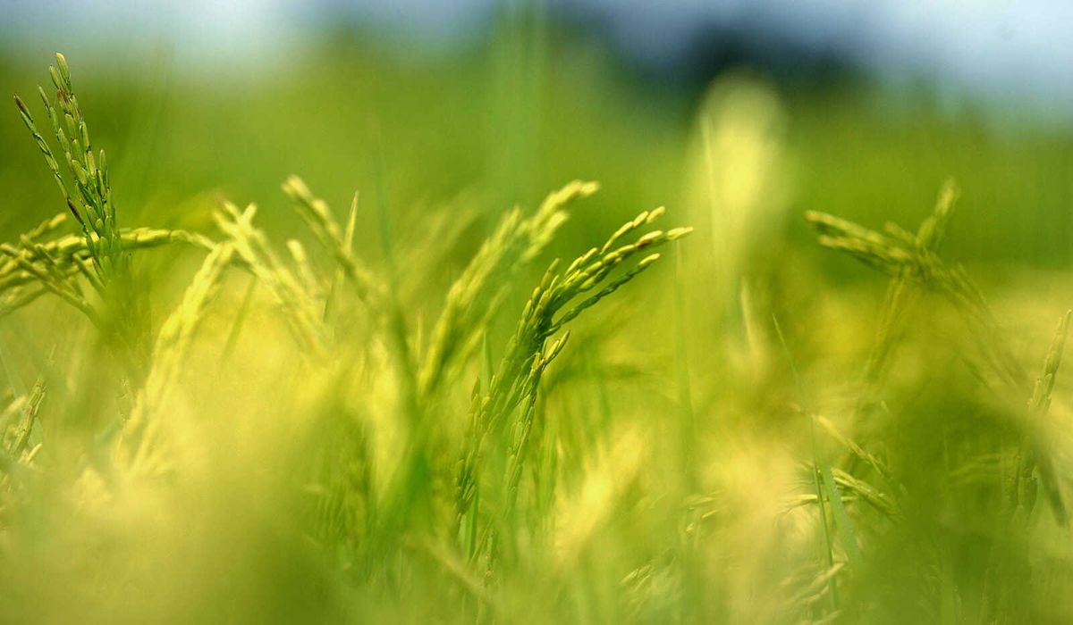 Missouri Rice Farm Field Day