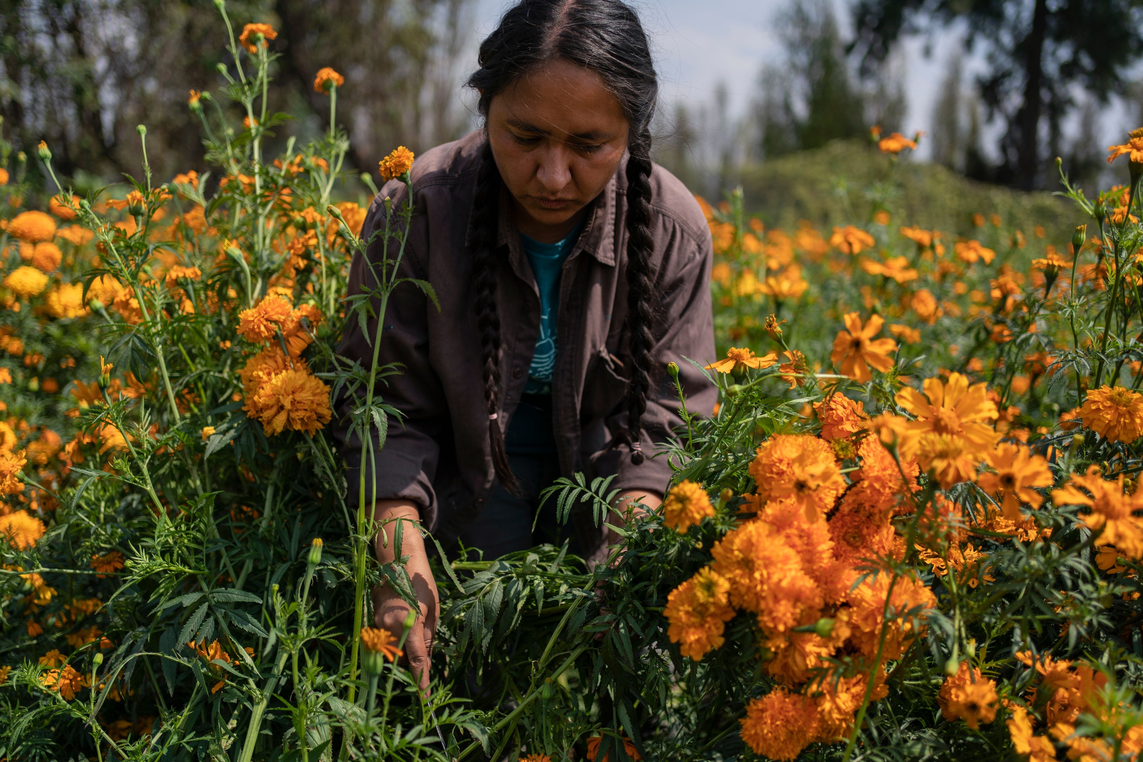 Cassandra Garduno cuts Mexican marigold flowers known as cempasuchil she grew in her floating garden in the Xochimilco borough of Mexico City, Tuesday, Oct. 29, 2024. (AP Photo/Felix Marquez)