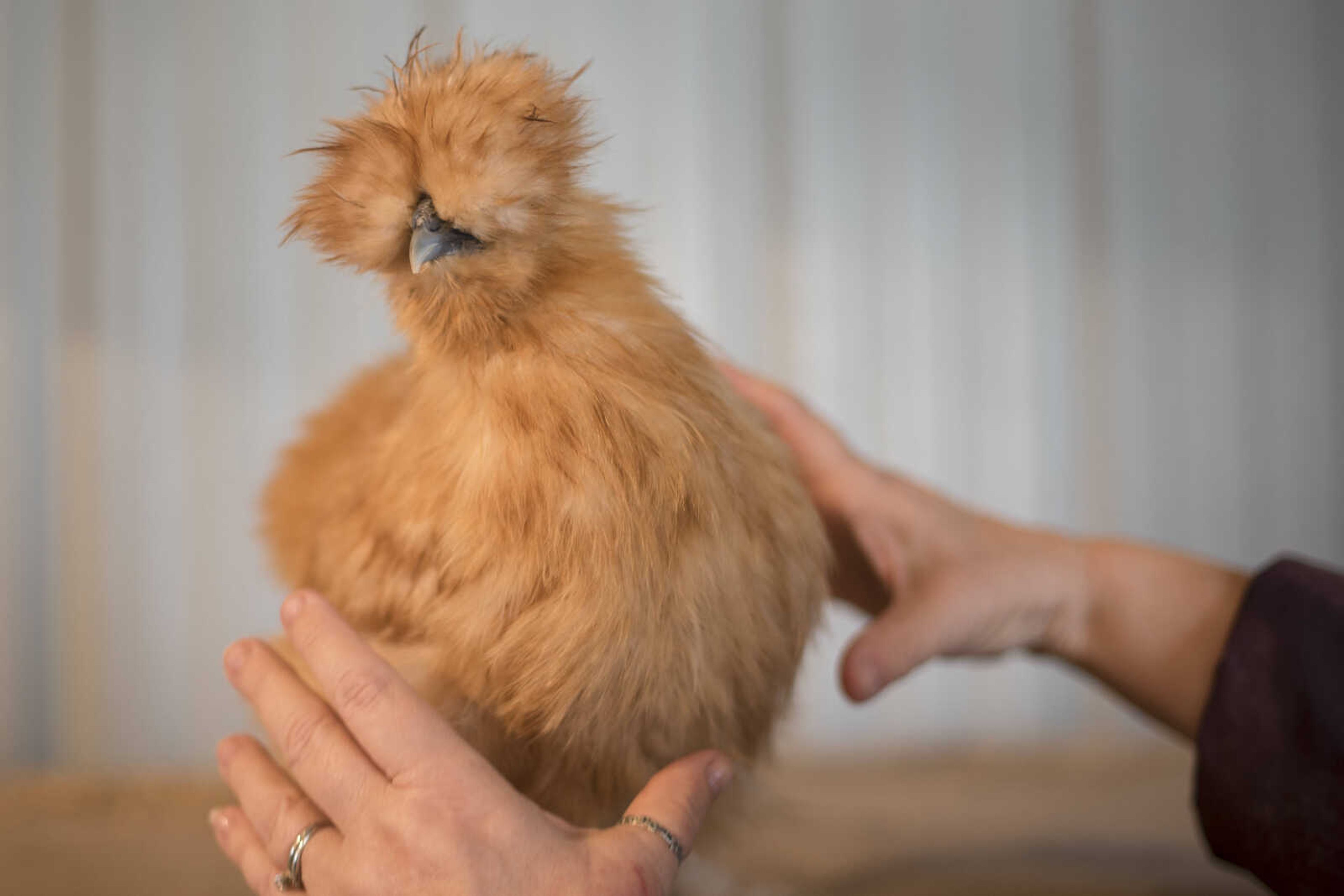 One of Linda Holt's unnamed Silkie chickens (a blue-ribbon winner) is seen during the East Perry County Fair Saturday.
Holt said she favors this breed of chicken for their good temperament and fluffy appearance.