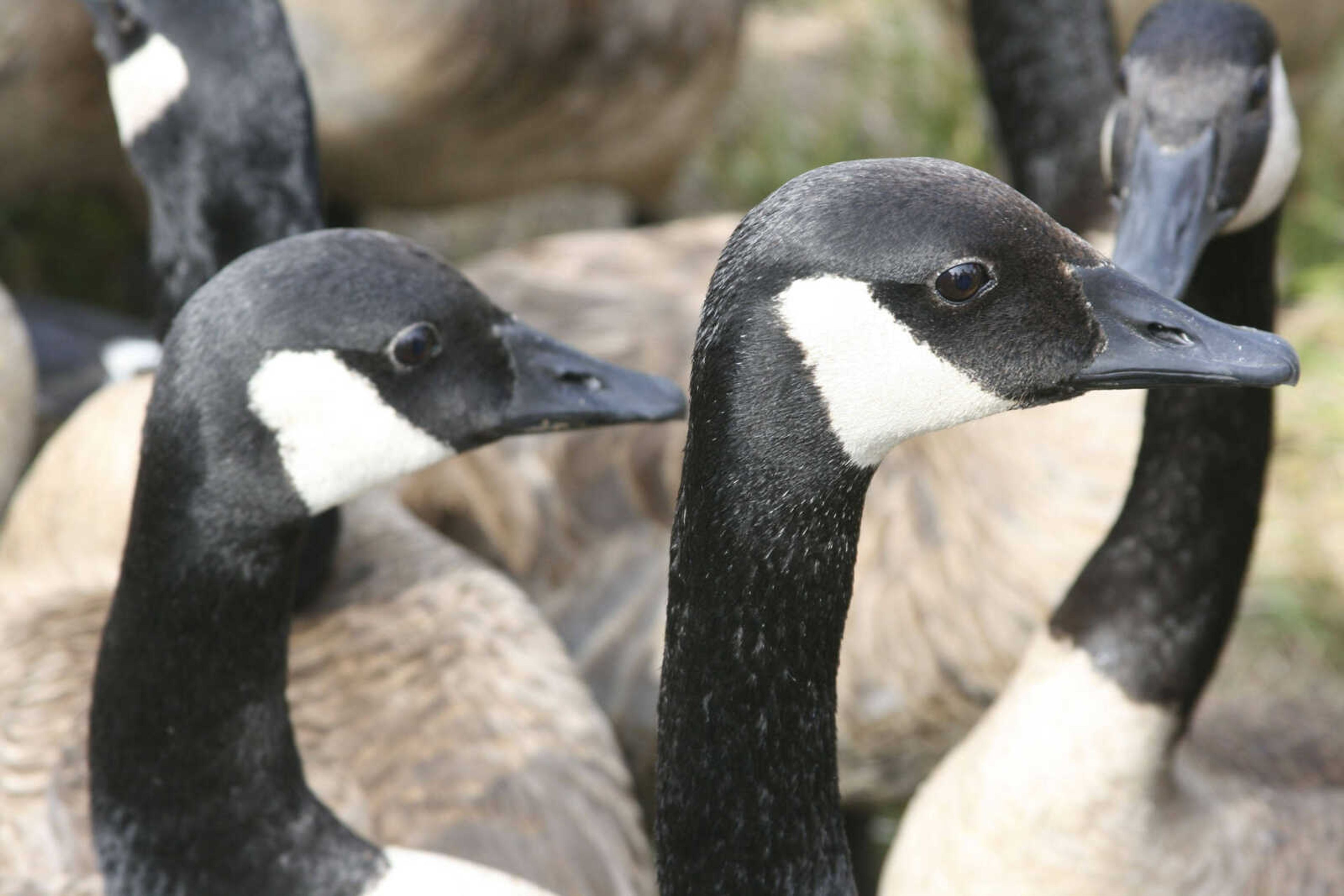 Canada geese wait in a holding pen to be examined by wildlife management biologists. (Missouri Department of Conservation photo by AJ Hendershott)