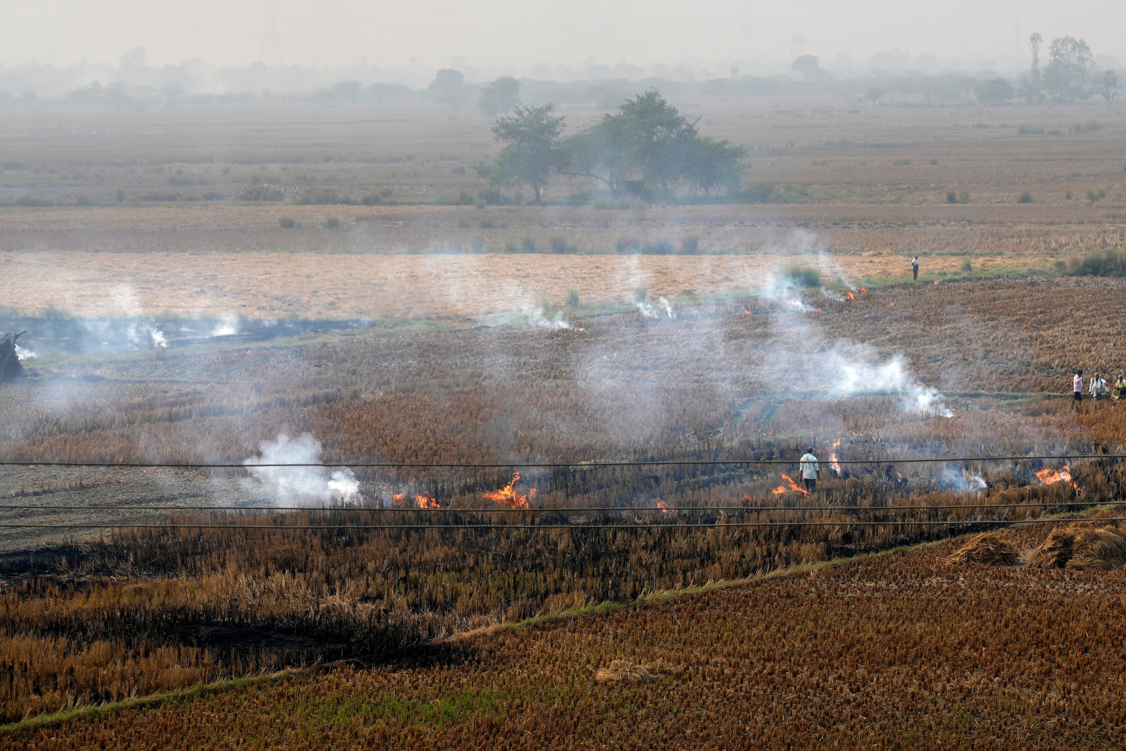 Farmers burn crop residue after harvest near Bundelkhand expressway some 330 kilometers (206 miles) from New Delhi, India, Sunday, Nov. 17, 2024. (AP Photo/Manish Swarup)