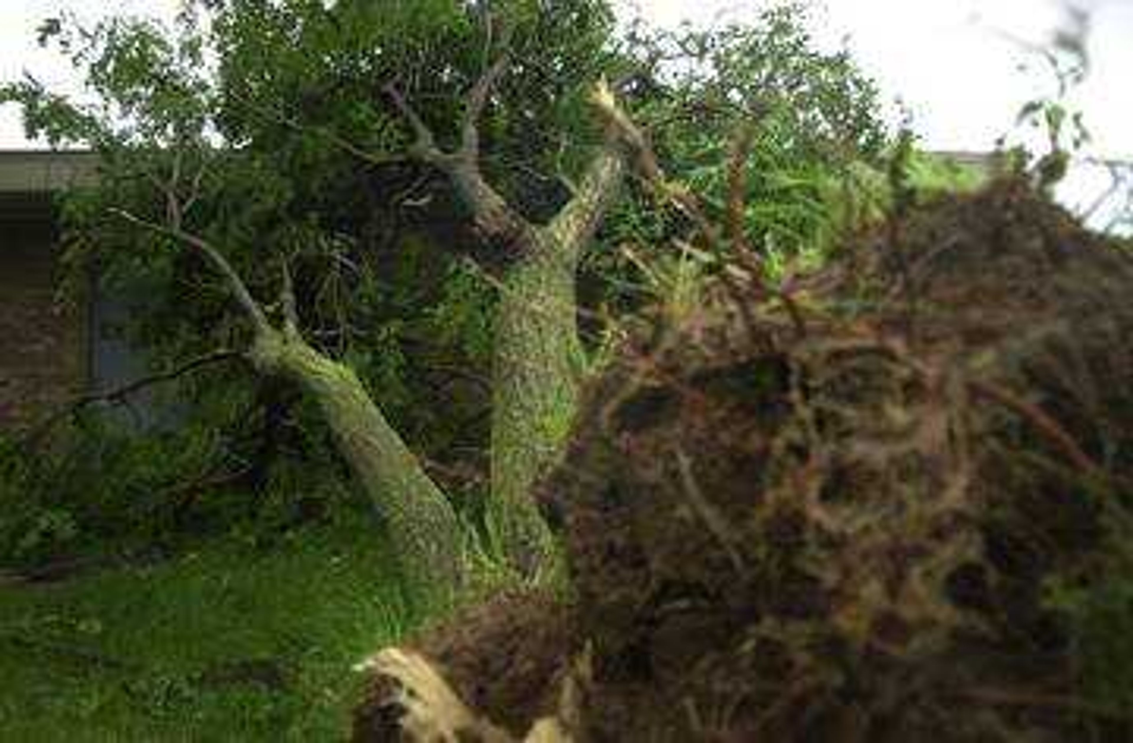 This live tree fell on the Jackson police station.