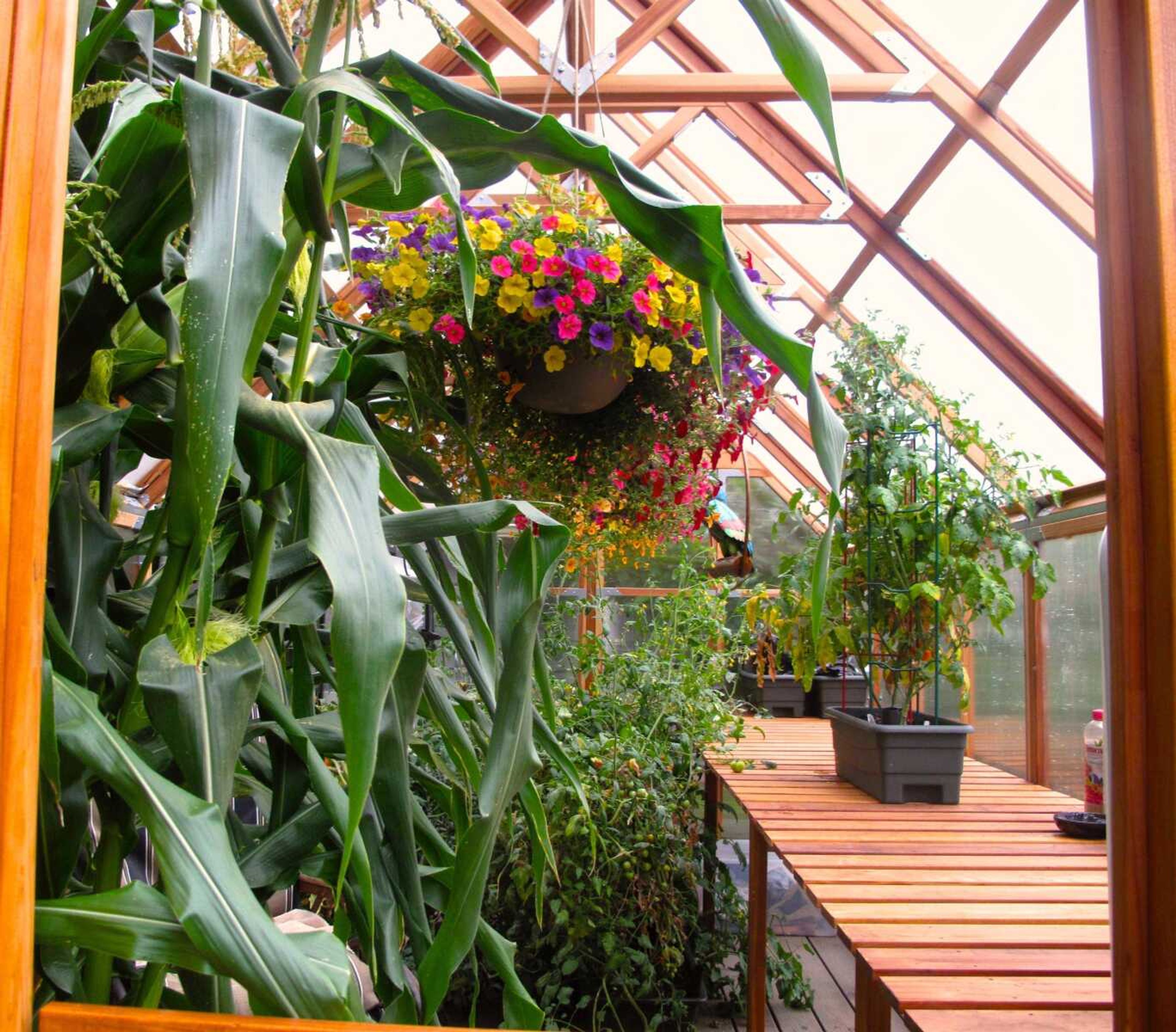 This July 31, 2013, shows Burpee sweet corn variety, left, growing in containers in a hobby greenhouse near Langley, Washington, and is sized to grow only four to five feet tall yet produces two to three long ears per stalk. Growers are developing compact plants that add more interest and better taste while requiring less maintenance. People with smaller yards must use them in more productive ways.