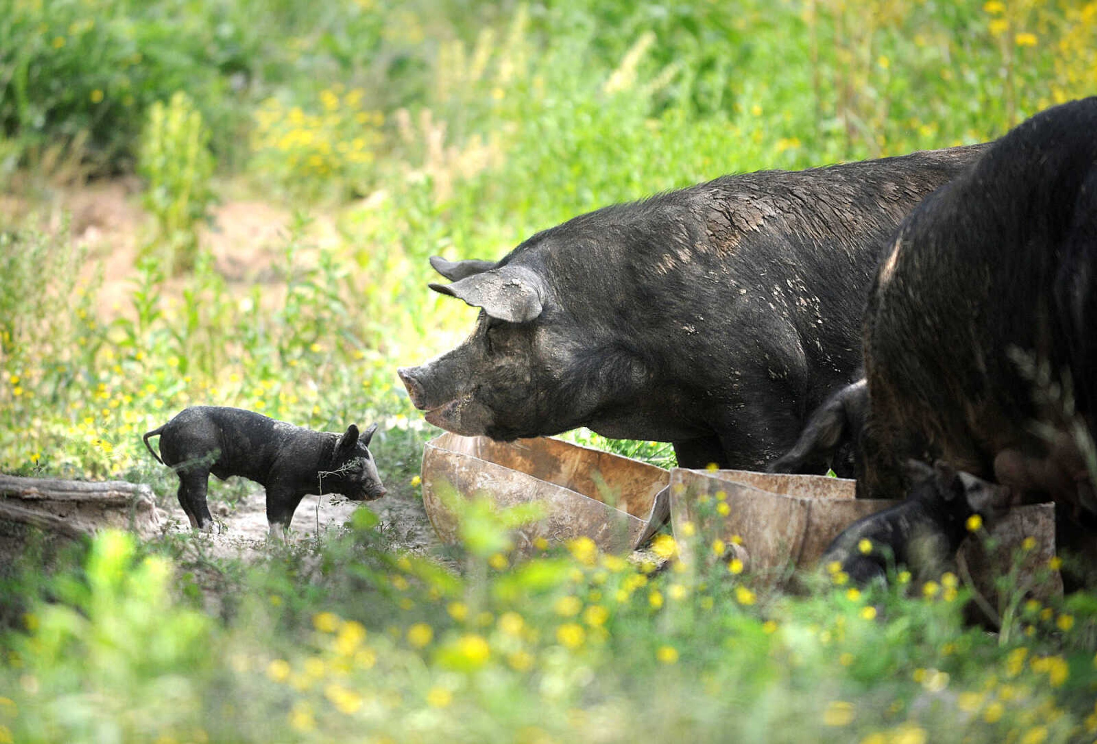 LAURA SIMON ~ lsimon@semissourian.com

A week-old Berkshire piglets eats alongside his mother, Monday afternoon, May 19, 2014, at Brian Strickland and Luke Aufdenberg's Oak Ridge pig farm.