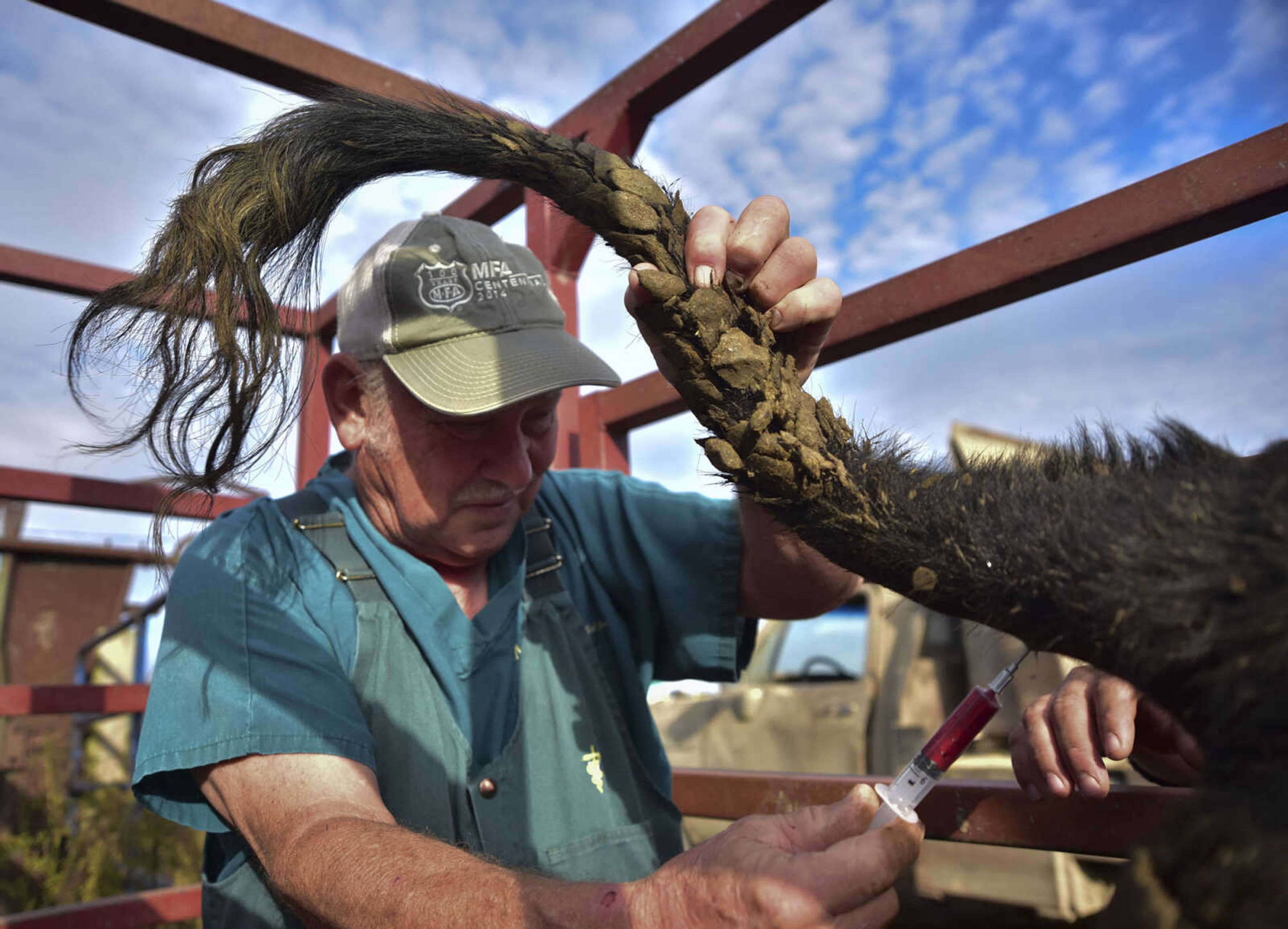 ANDREW J. WHITAKER ~ awhitaker@semissourian.com
Dr. Walter Branscum DVM, 68, takes a blood sample to test for Brucellosis a bacterial infection that can be spread from animas to humans Wednesday, Nov. 2, 2016 at Butch's Angus farm in Jackson. Dr. Branscum a Veterinary physician in Jackson cares for smaller animals along with larger animals like cattle and horses.