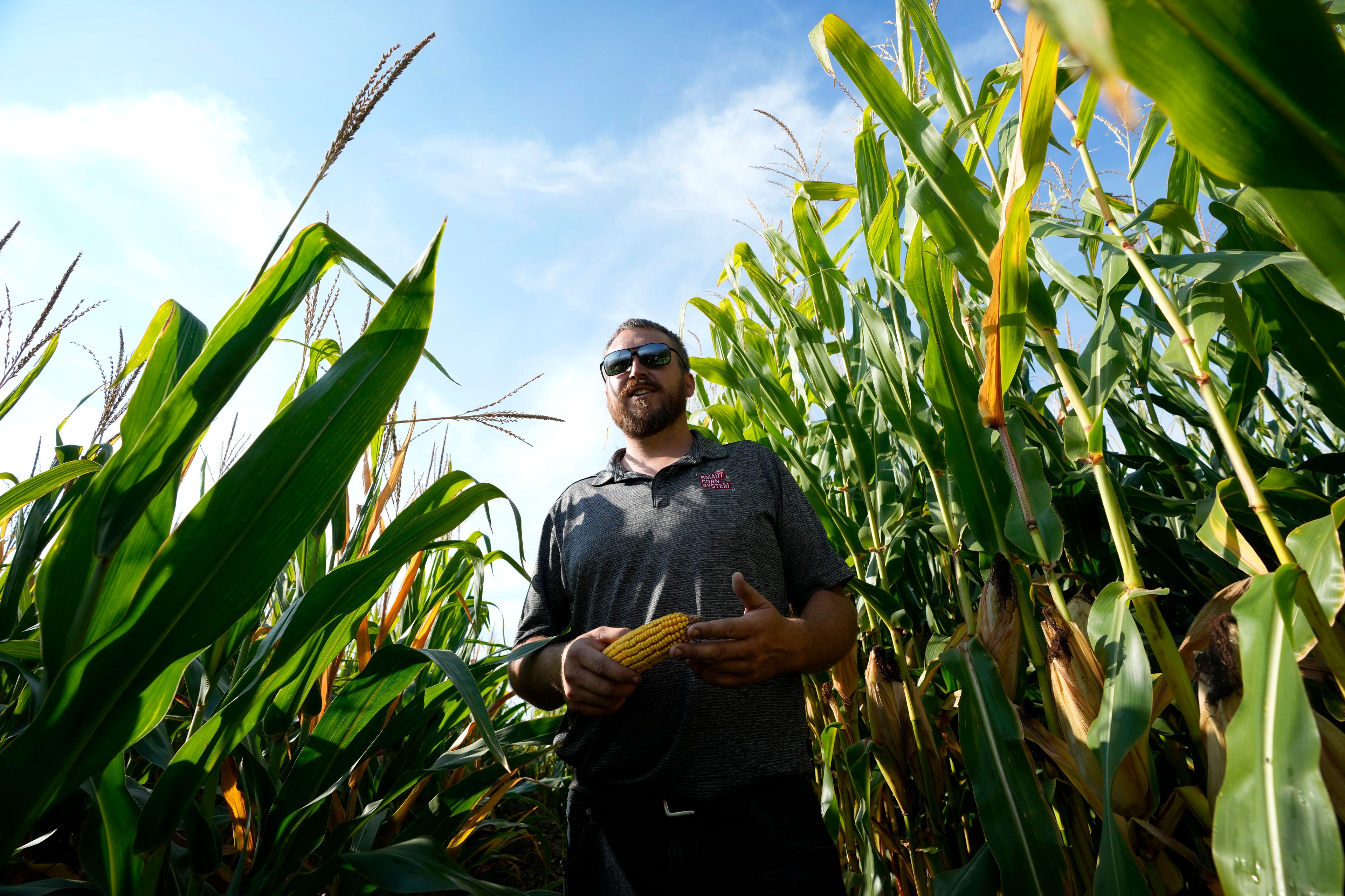 Cameron Sorgenfrey stands among tall and short corn stalks in one of his fields, Monday, Sept. 16, 2024, in Wyoming, Iowa. (AP Photo/Charlie Neibergall)