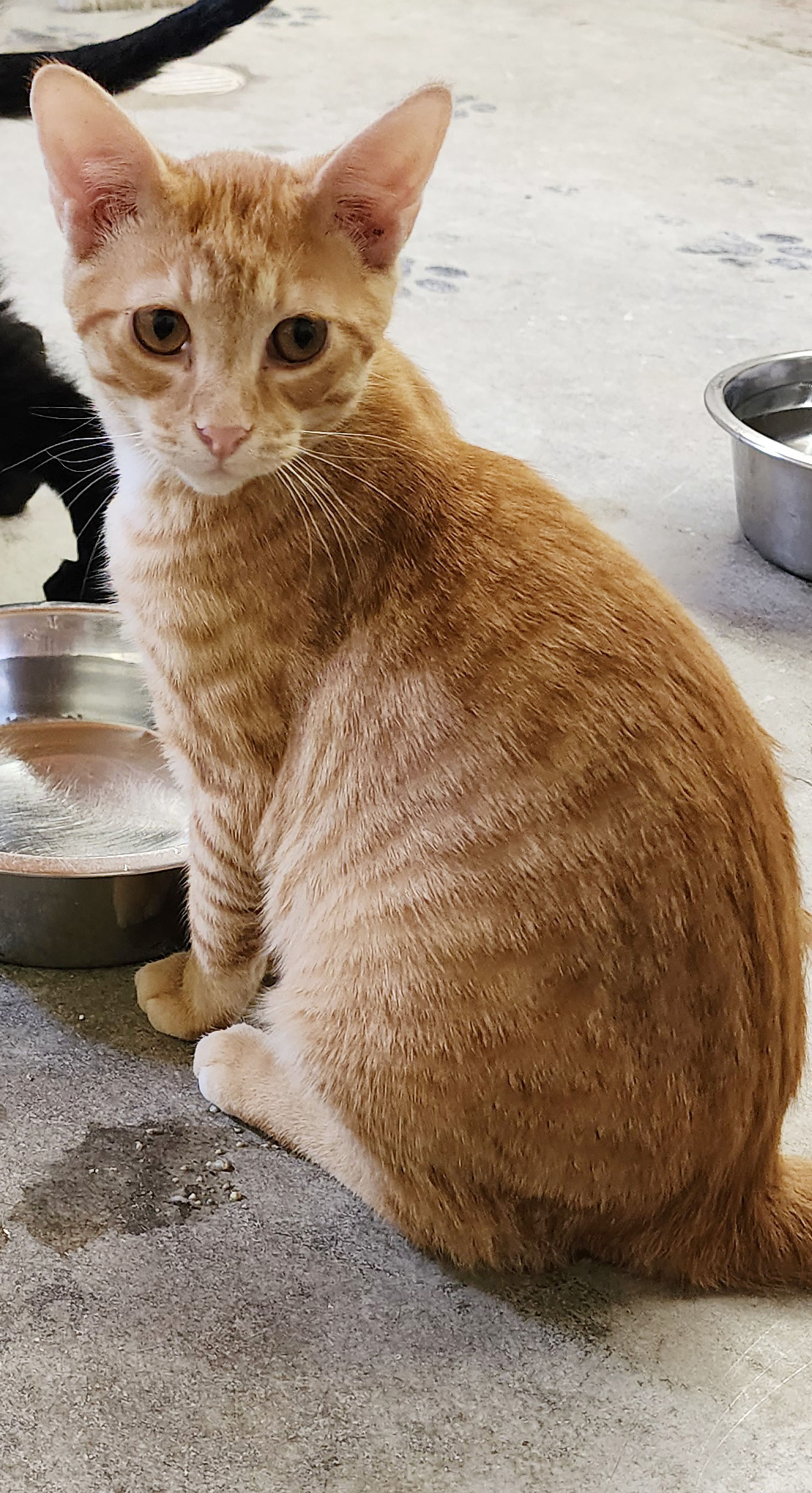 Milo is a 5-month-old male. He is very, very sweet. If you have room in your heart and home for Milo or any other pet, visit us at 359 Cree Lane near Jackson any weekday or weekend from 8 a.m. to noon. Visitors are always welcome to play with our pets.