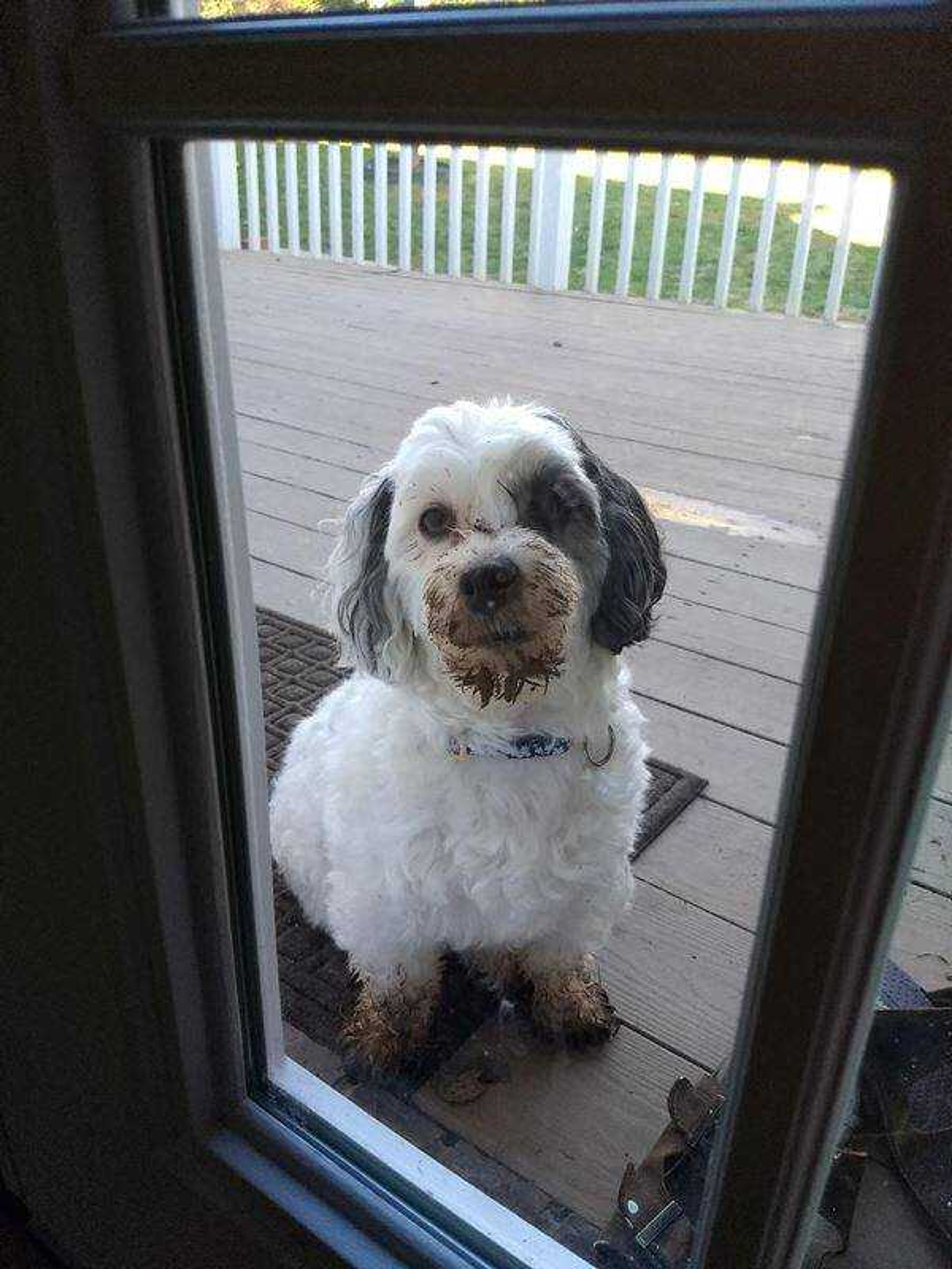 Dirty Dog&nbsp; -&nbsp; "Can I come in?&nbsp; I'm done playing now."