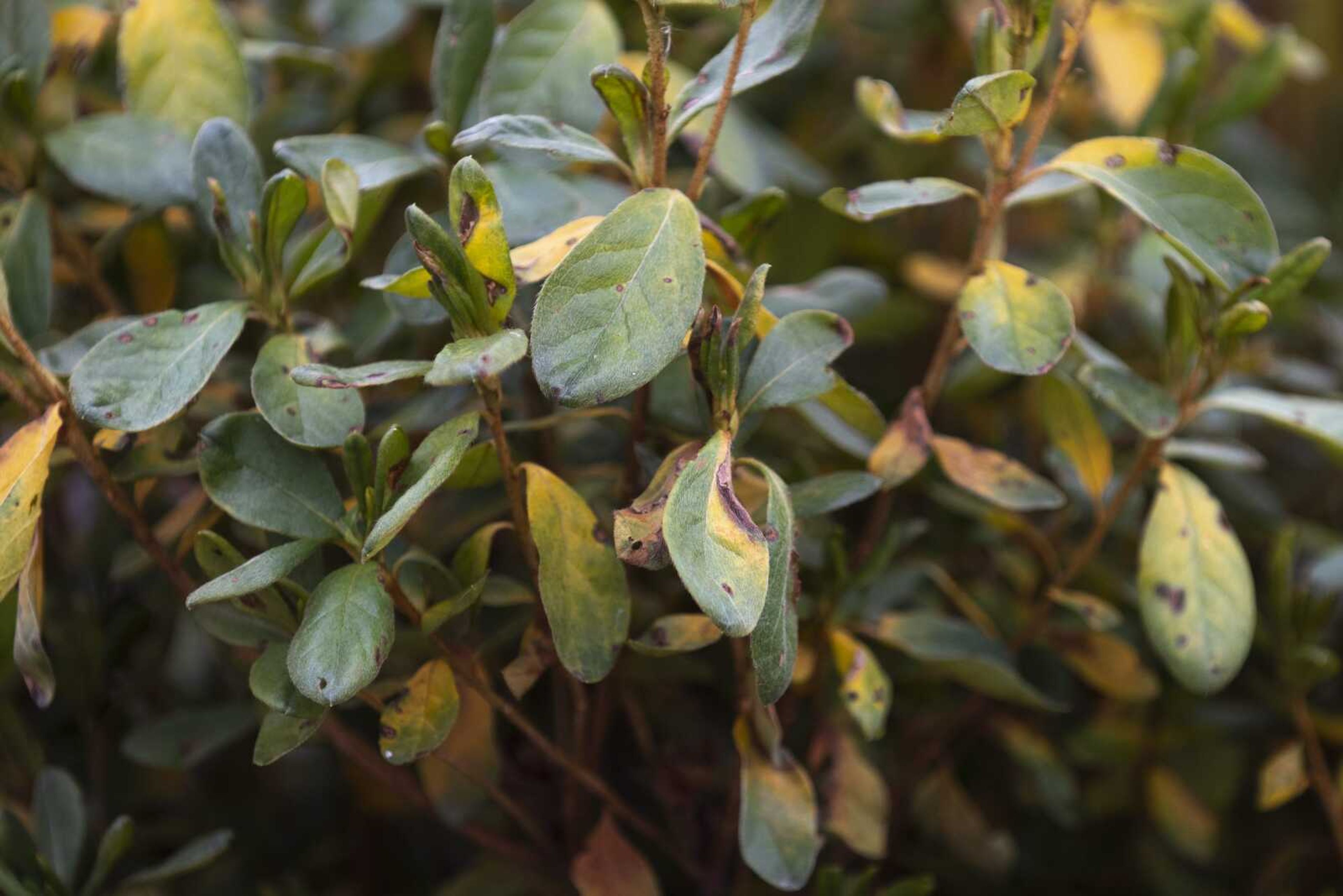 A "stressed" azalea plant Nov. 22 at Sunny Hill Gardens & Florist in Cape Girardeau.