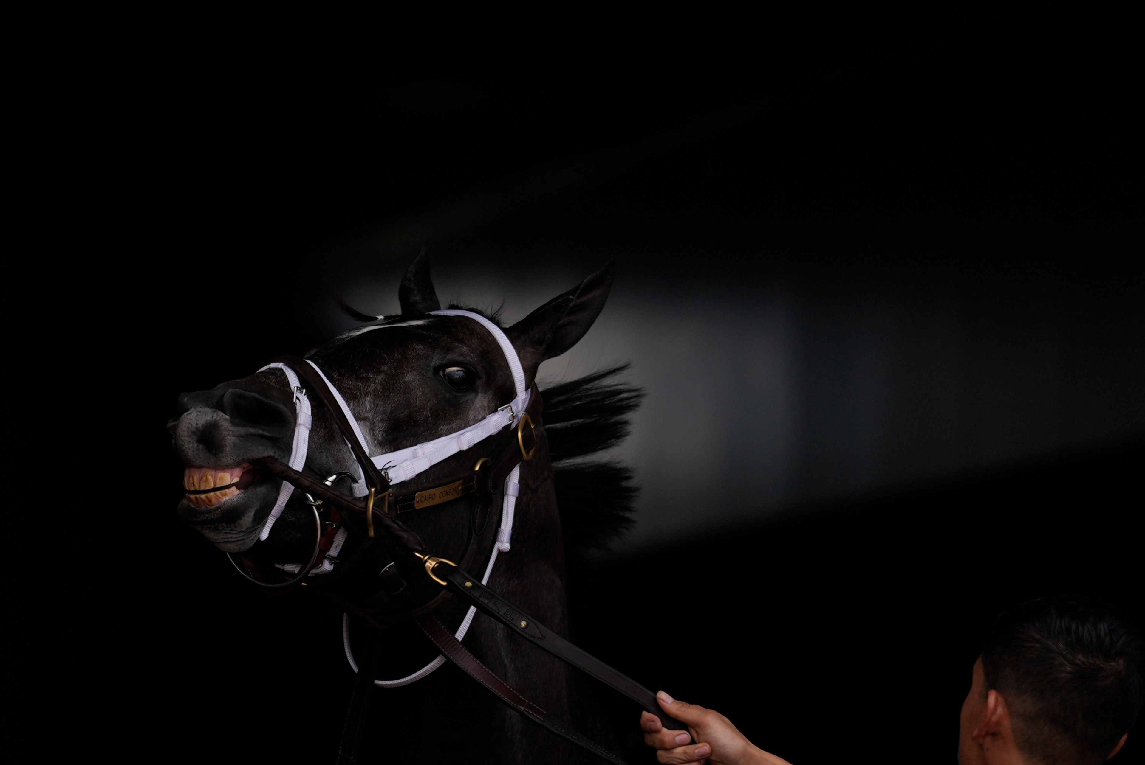 Cairo Consort prepares for a race in the paddock at Churchill Downs in Louisville, Ky., before the 150th running of the Kentucky Derby horse race on May 4, 2024. (AP Photo/Brynn Anderson)