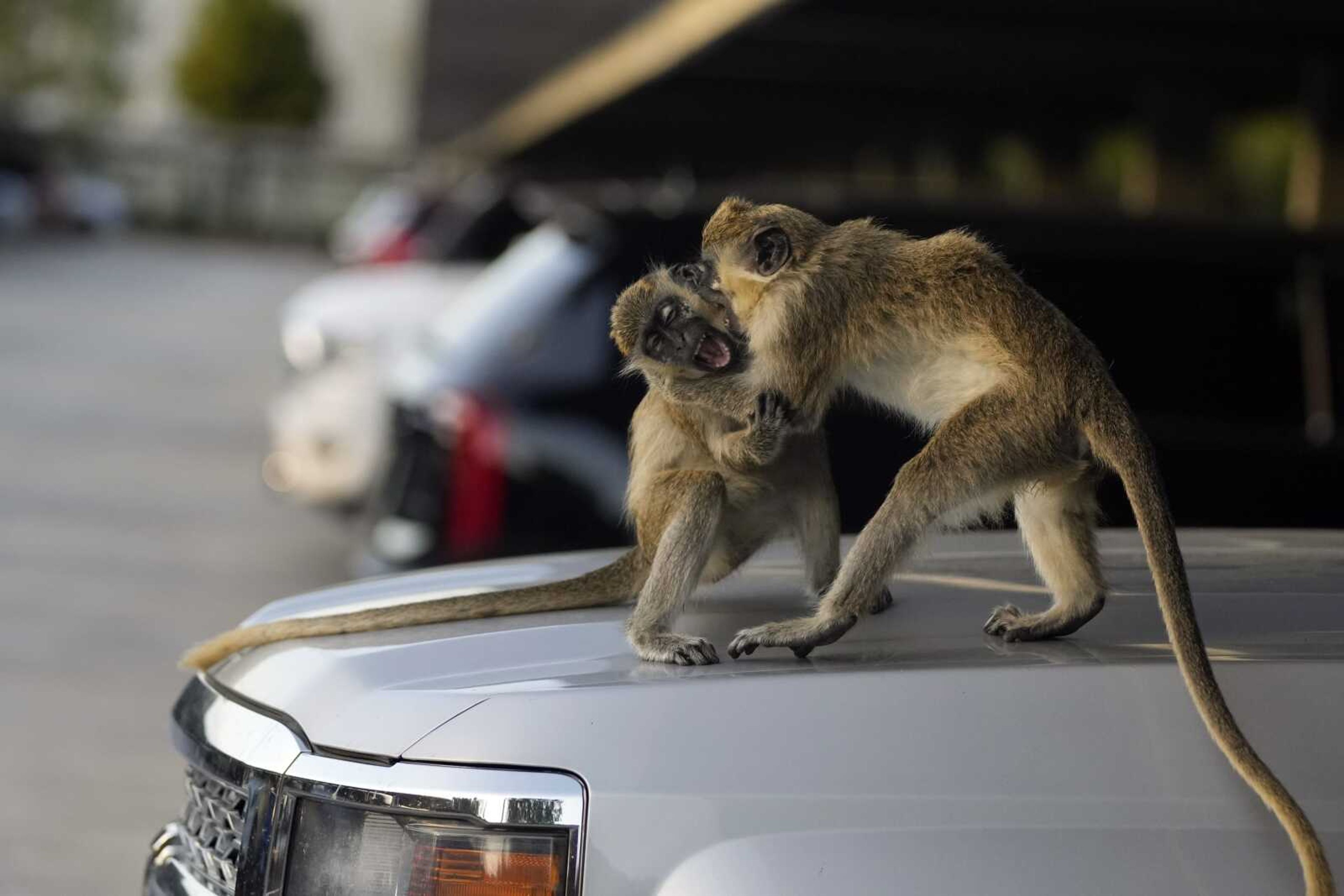 Vervet monkeys Higgins, left, and Andor fight playfully atop a car in the Park 'N Fly parking lot, which lies adjacent to the swampy mangrove preserve where the monkey colony lives, on March 1 in Dania Beach, Florida. For 70 years, a group of non-native monkeys has made their home next to a South Florida airport runway, delighting visitors and becoming local celebrities.