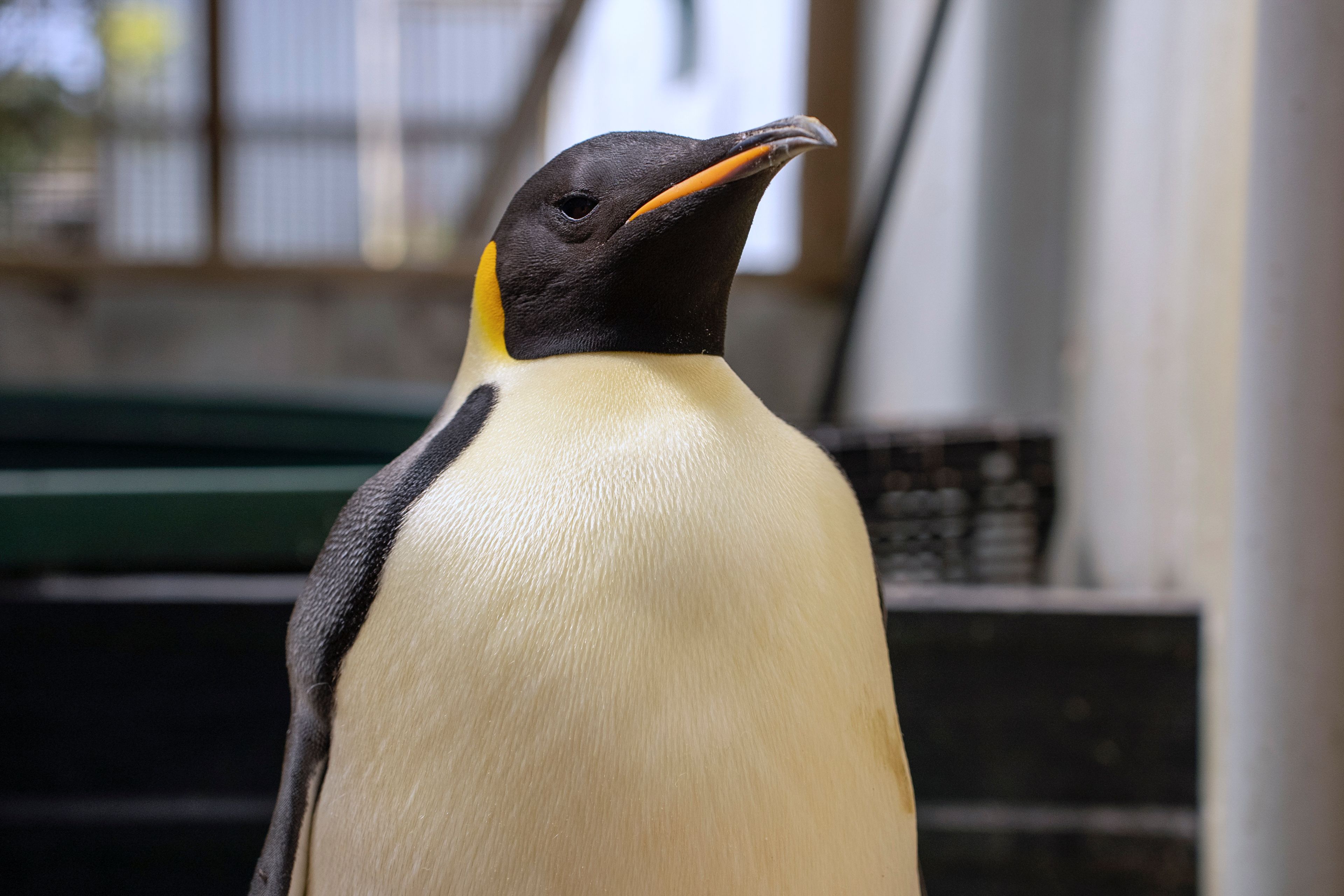 In this undated photo provided by the Department of Biodiversity, Conservation and Attractions, a male emperor penguin dubbed Gus, is photographed after being discovered on a beach near Denmark, Australia, on Nov. 1, 2024, thousands of kilometers from its normal habitat on Antarctica. (Miles Brotherson/DBCA via AP)