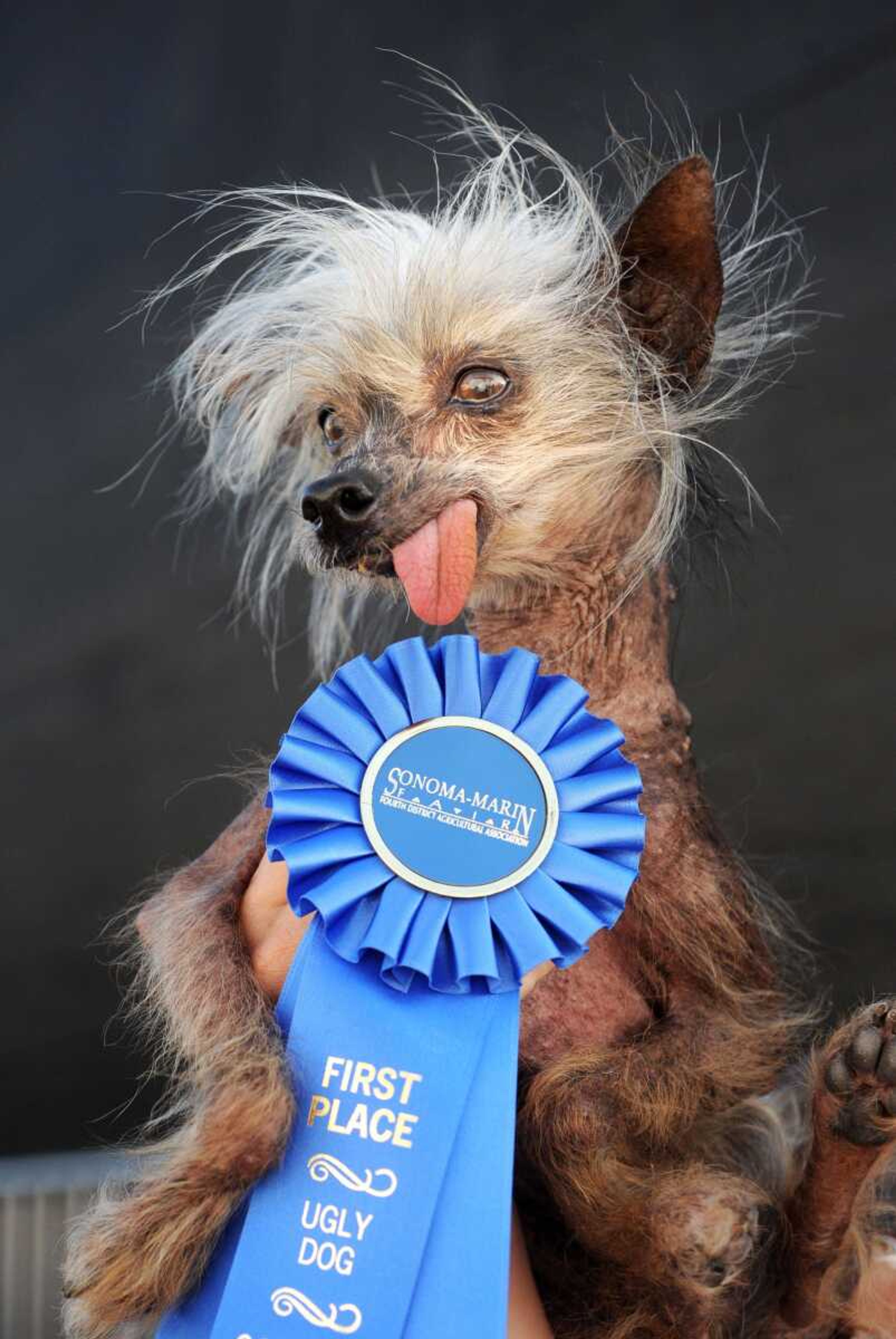 Miss Ellie, pictured at the 2009 World's Ugliest Dog Contest in Petaluma, Calif., has died at age 17 after a career in resort show business in the Smoky Mountains. (Associated Press file)