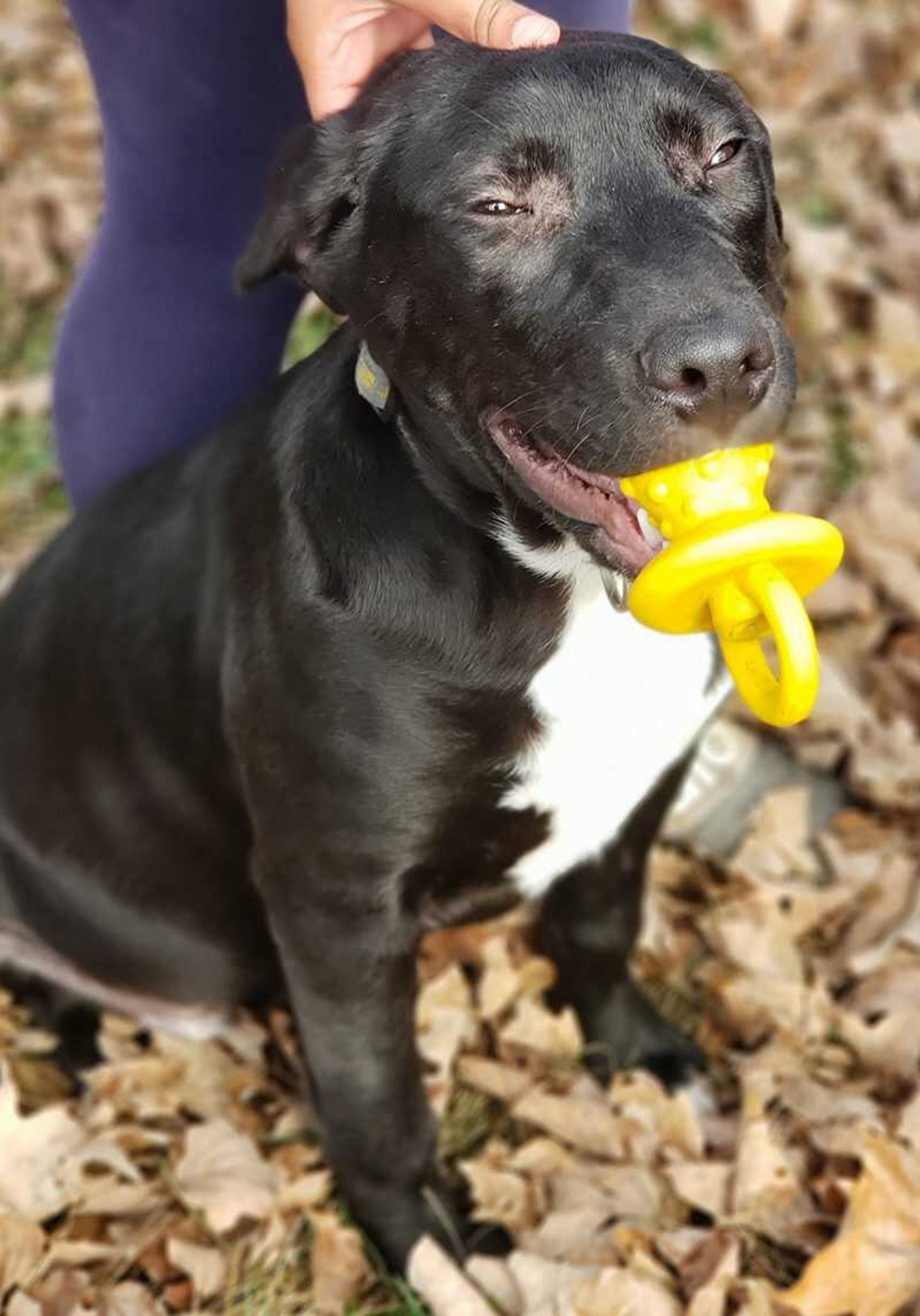 This sweet lab mix is Mougli. He is 6 months old and really in need of a loving home.  If you are ready for a rewarding experience, come see us at Safe Harbor. Call (573) 243-9823.