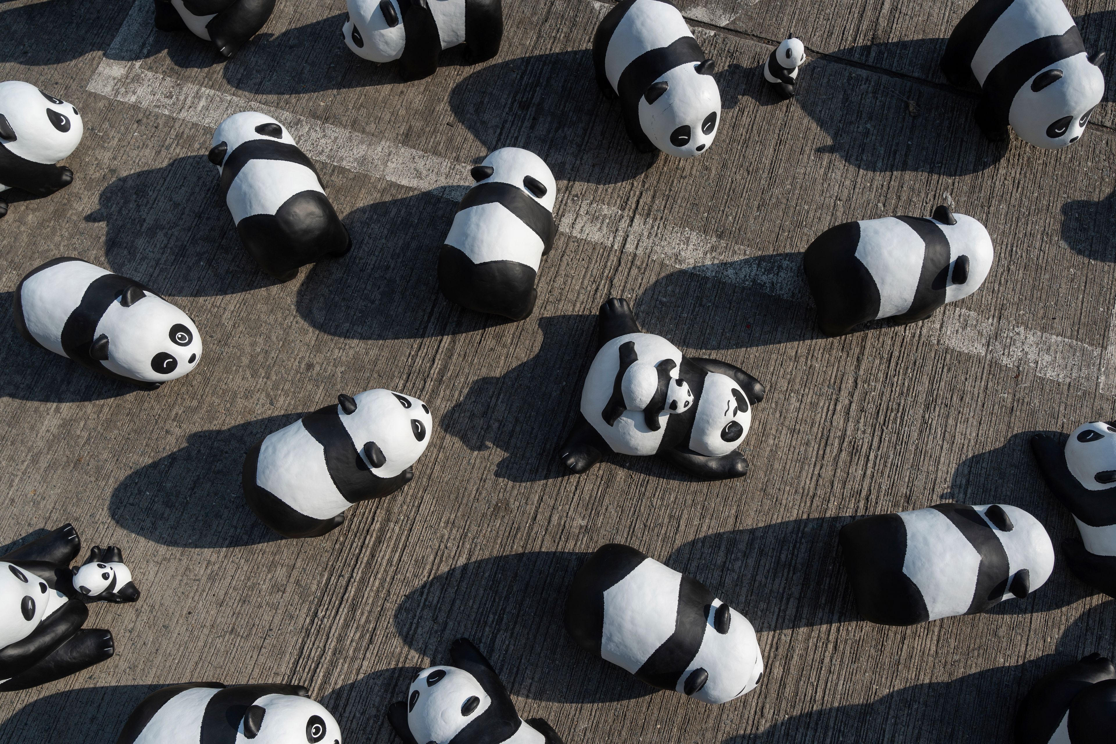 Part of 2500 panda sculptures are displayed at the Hong Kong International Airport during a welcome ceremony of the panda-themed exhibition "Panda Go!" in Hong Kong, Monday, Dec. 2, 2024. (AP Photo/Chan Long Hei)