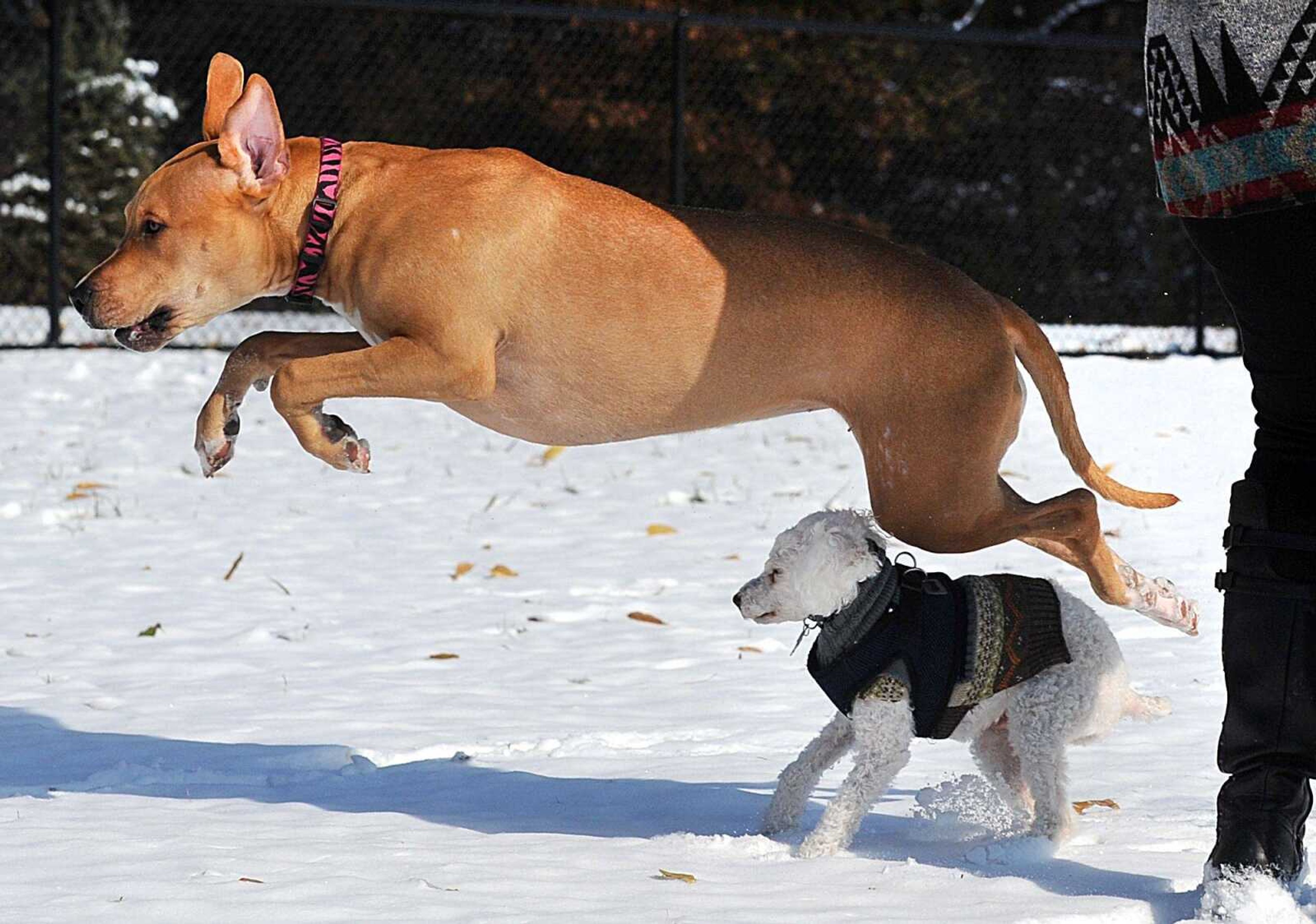 Nine-month-old Leila leaps over her friend Boris while enjoying her first snow Monday at Dog Town in Kiwanis Park. The region received the first snowfall of the season Sunday evening into Monday morning. (Laura Simon)