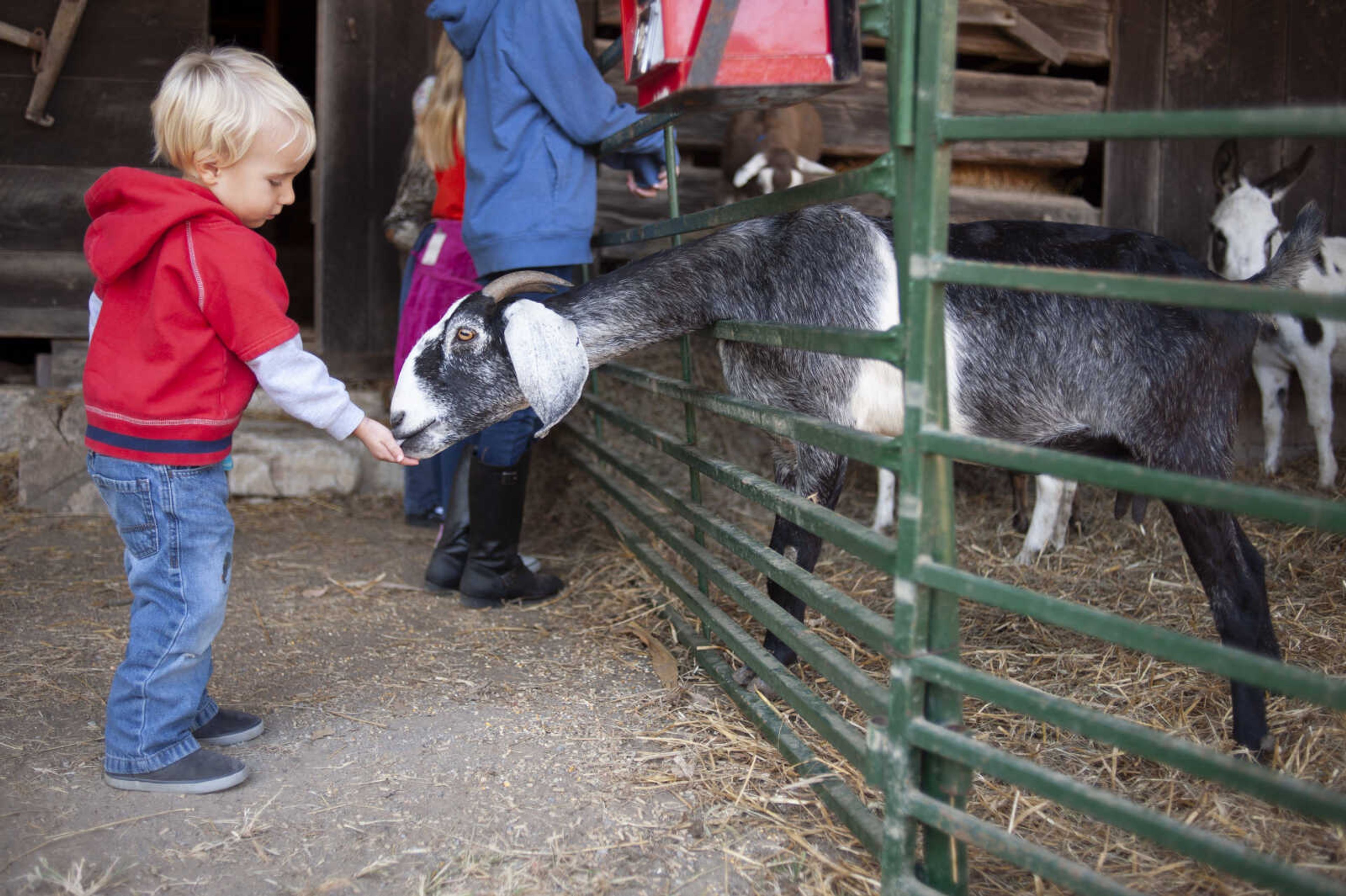 Marty Escalante, 2, of Mount Vernon, Ohio, meets an animal at the Saxon Lutheran Memorial's 39th annual Fall Festival on Saturday, Oct. 12, 2019, in Frohna, Missouri.