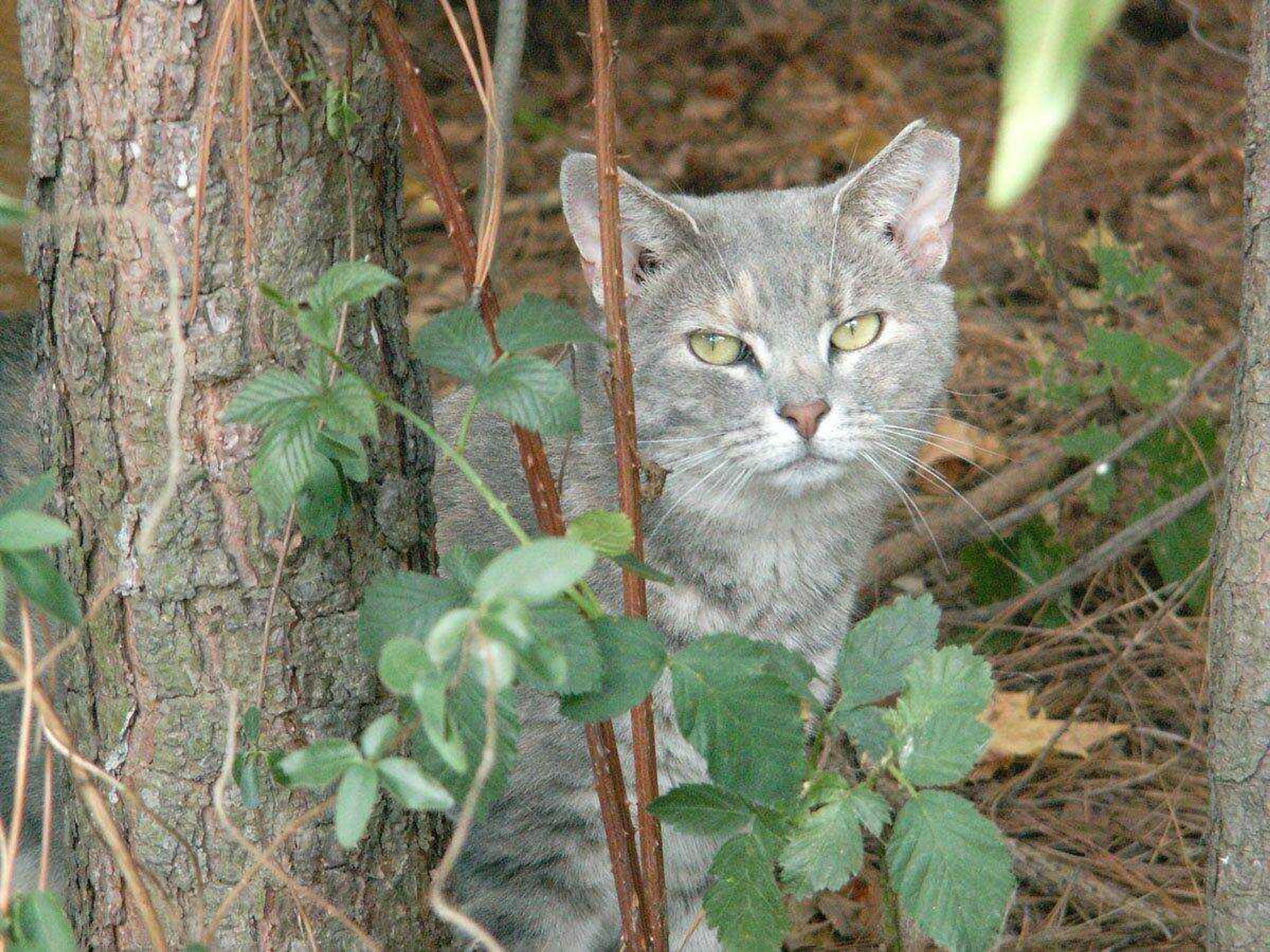 This photo shows a cat with a "tipped" ear, indicating it has been spayed or neutered. (Alley Cat Allies)