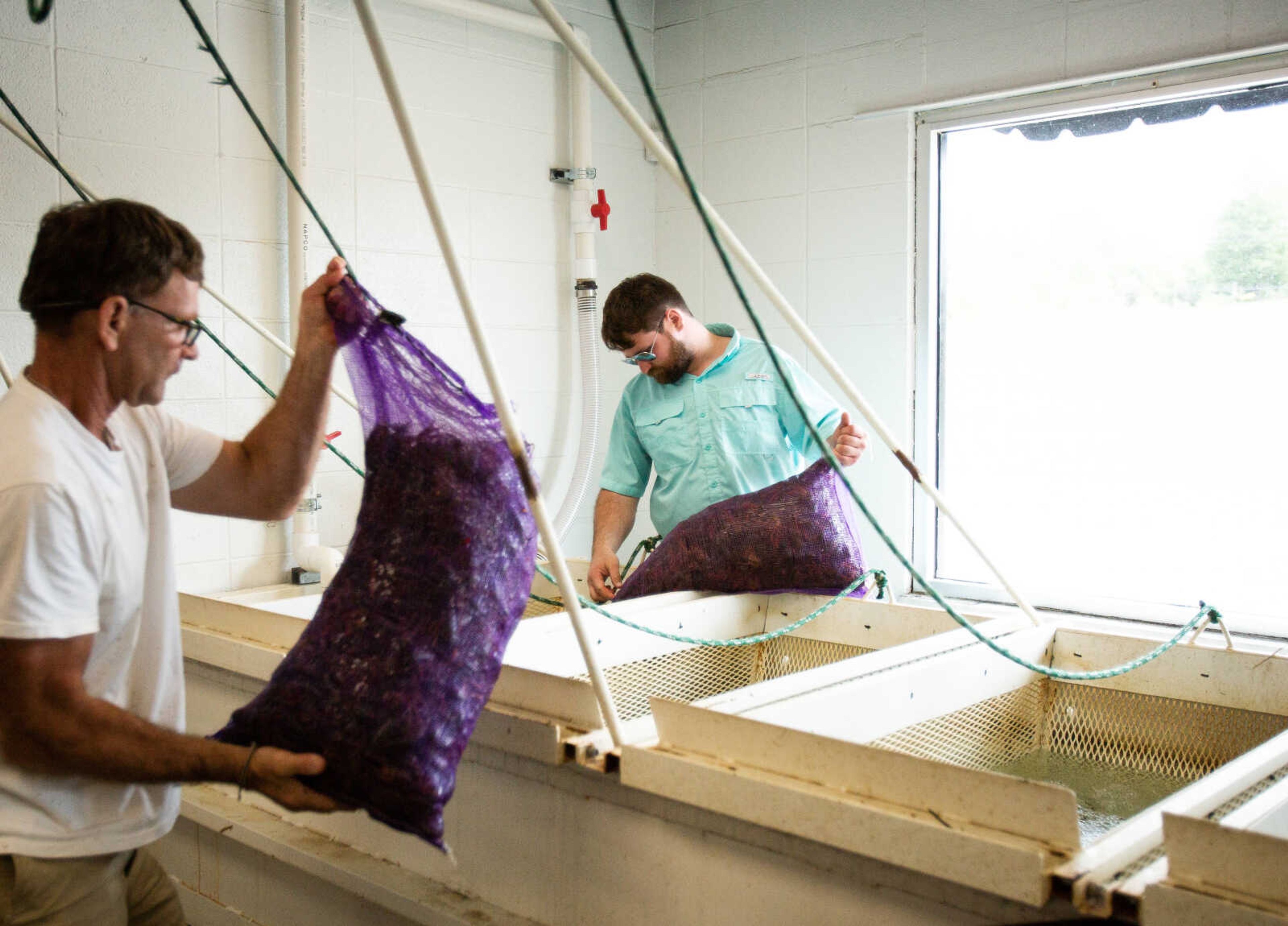 Benjamin Hunter and his father Ben Hunter empty sacks of field-grade crawfish into the purging tanks where they will remain for 12 to 24 hours. The crawfish are rinsed with clean water, removing mud and giving the crawfish time to purge their intestinal tracts.