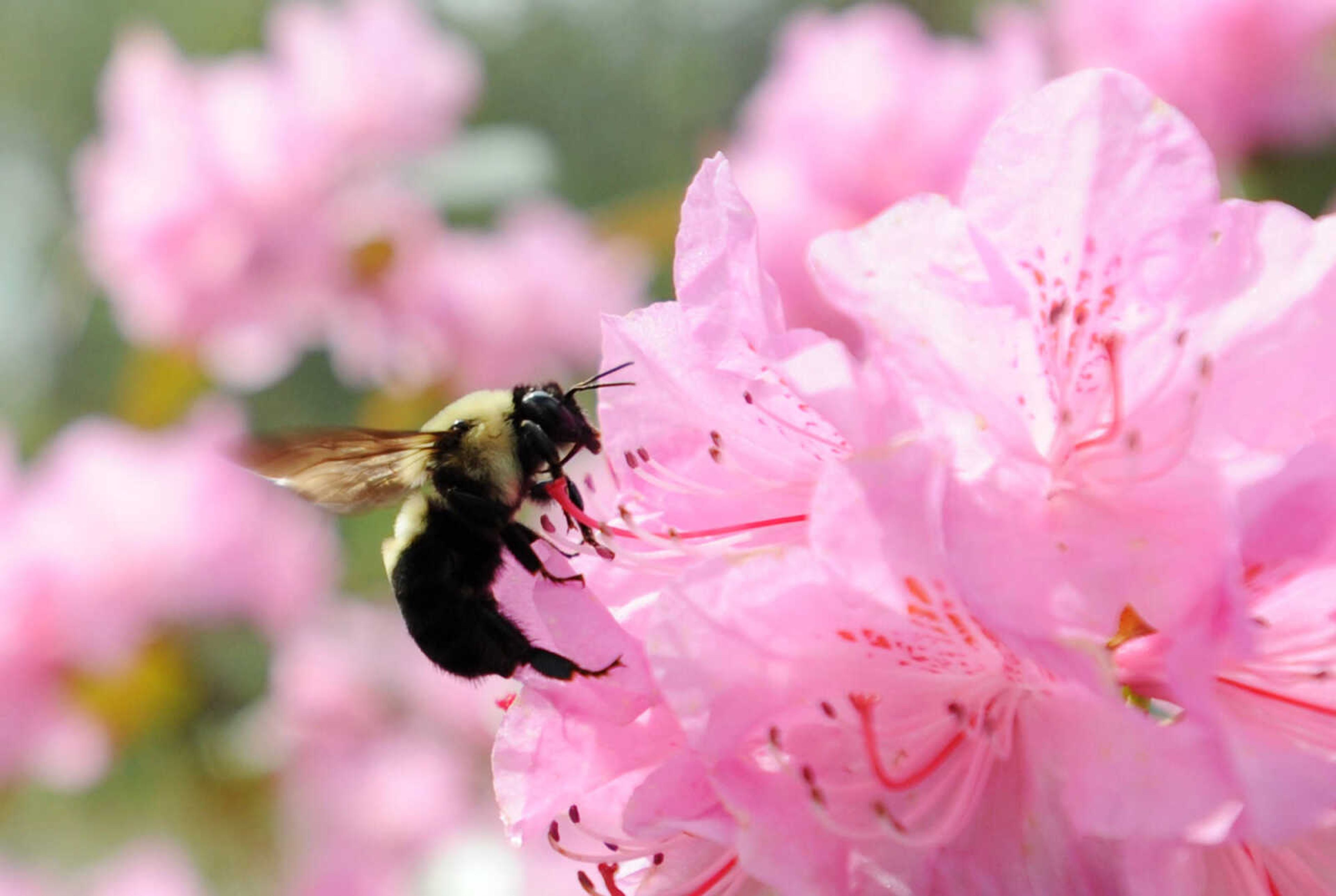 LAURA SIMON ~ lsimon@semissourian.com

Pinecrest Azalea Gardens, Thursday, April 16, 2015, in Oak Ridge, Missouri.