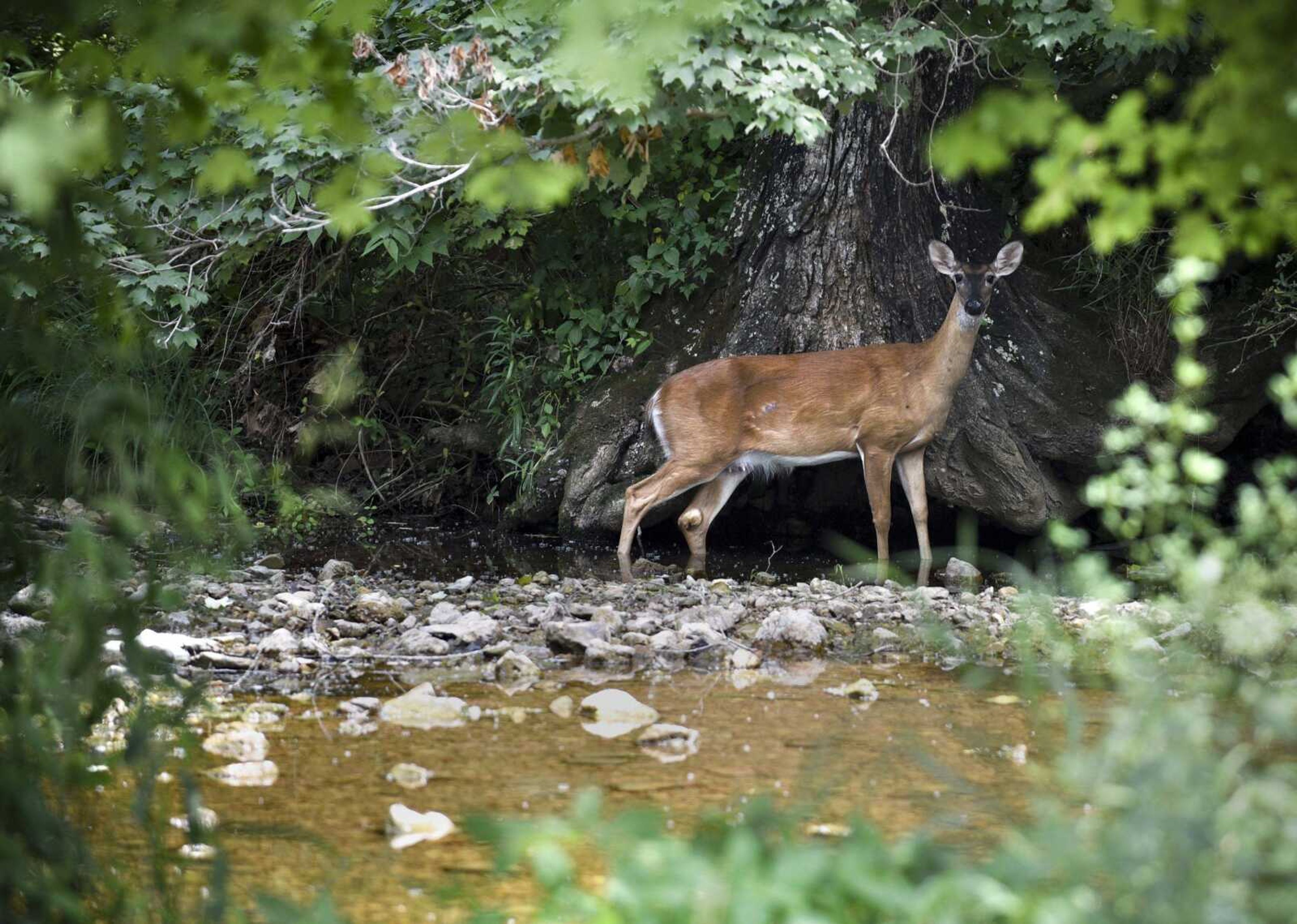 A deer roams a creek June 11 along Route B in Marble Hill, Missouri.