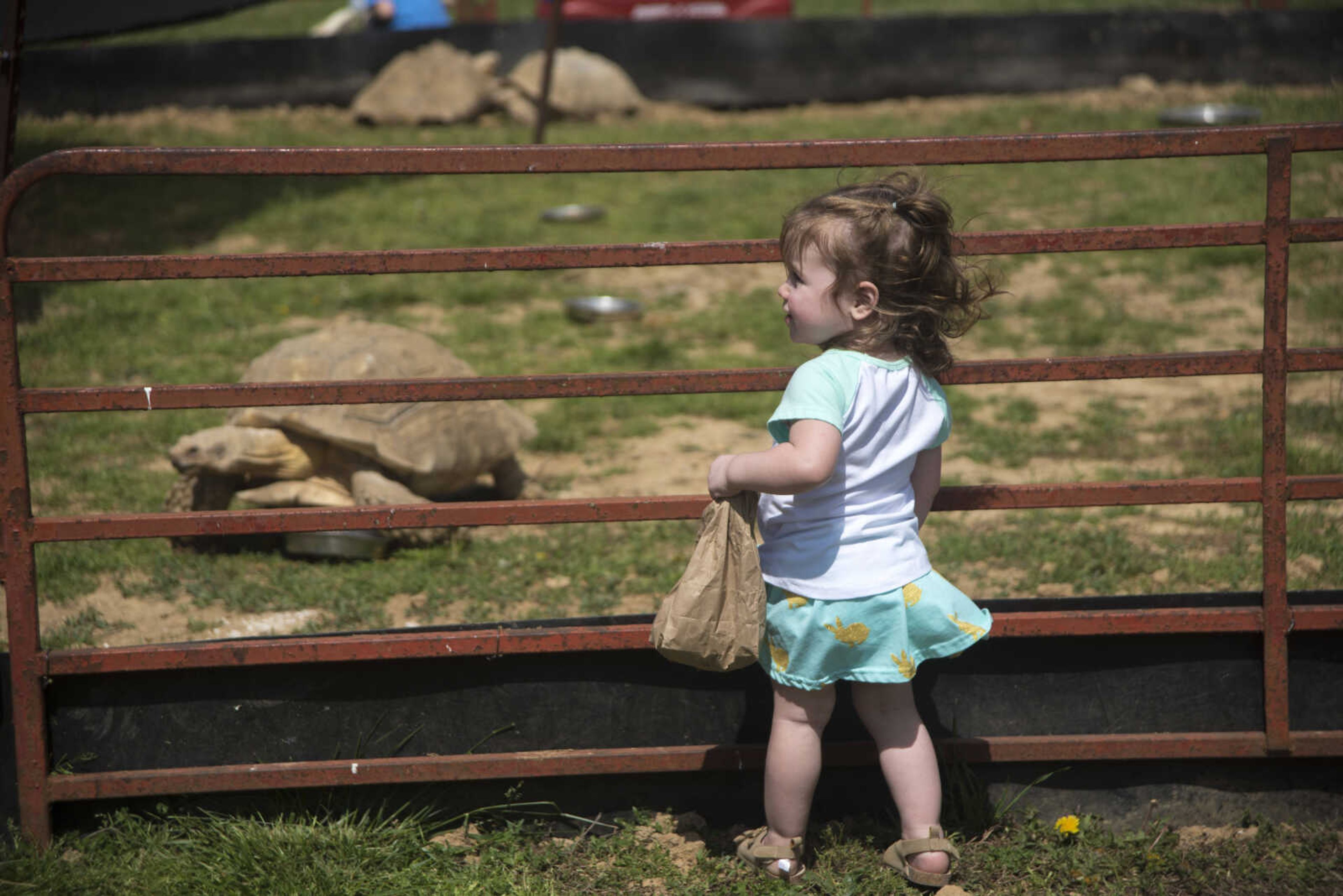 Leighton Bowben, 1, looks at the tortoises during the Safari Egg Hunt Saturday, April 15, 2017 at Lazy L Safari Park in Cape Girardeau.