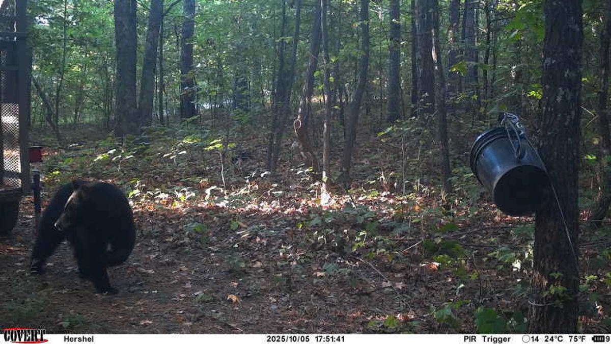 Authorities shoot, kill black bear believed to have fatally mauled Mis...