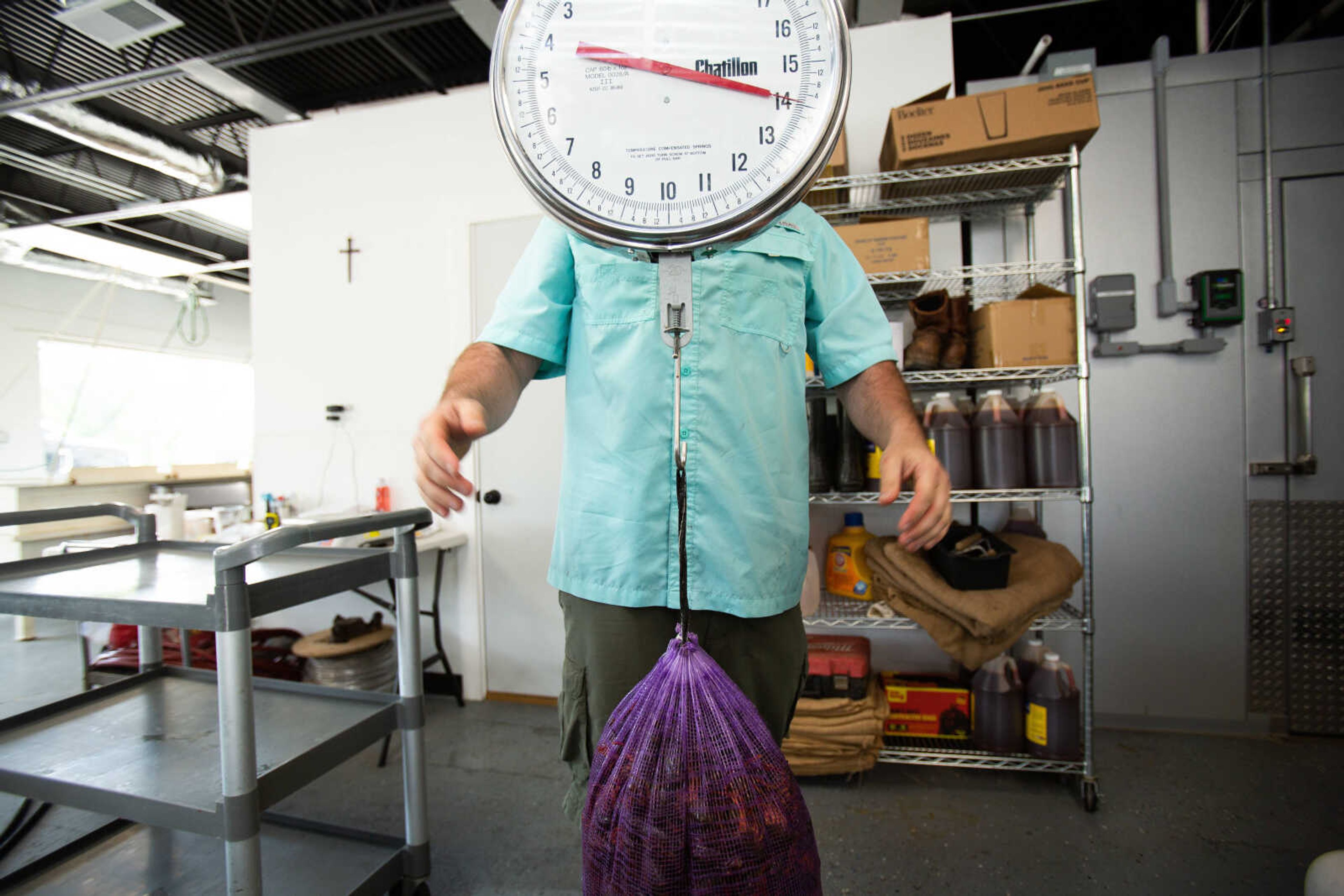 Benjamin Hunter weighs a sack of live crawfish after they've been thoroughly cleaned. After being cleaned and weighed, the crawfish are stored in a cooler where they are kept alive in a dormant state.